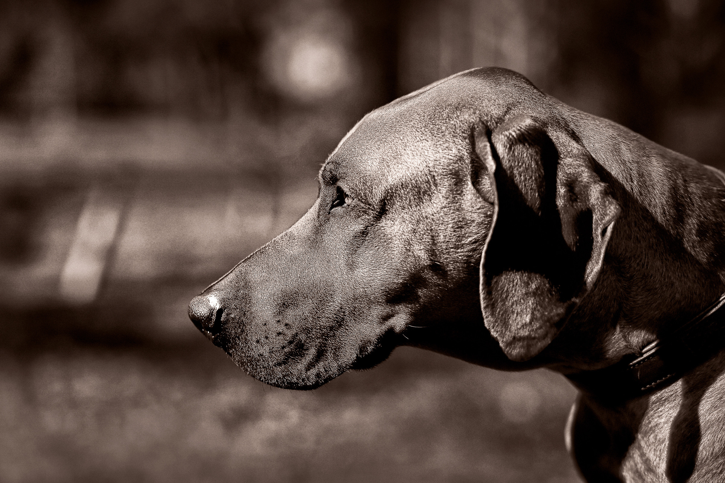 Фотосессия собаки СПб. Фотограф женский и мужской портрет Санкт-Петербург
