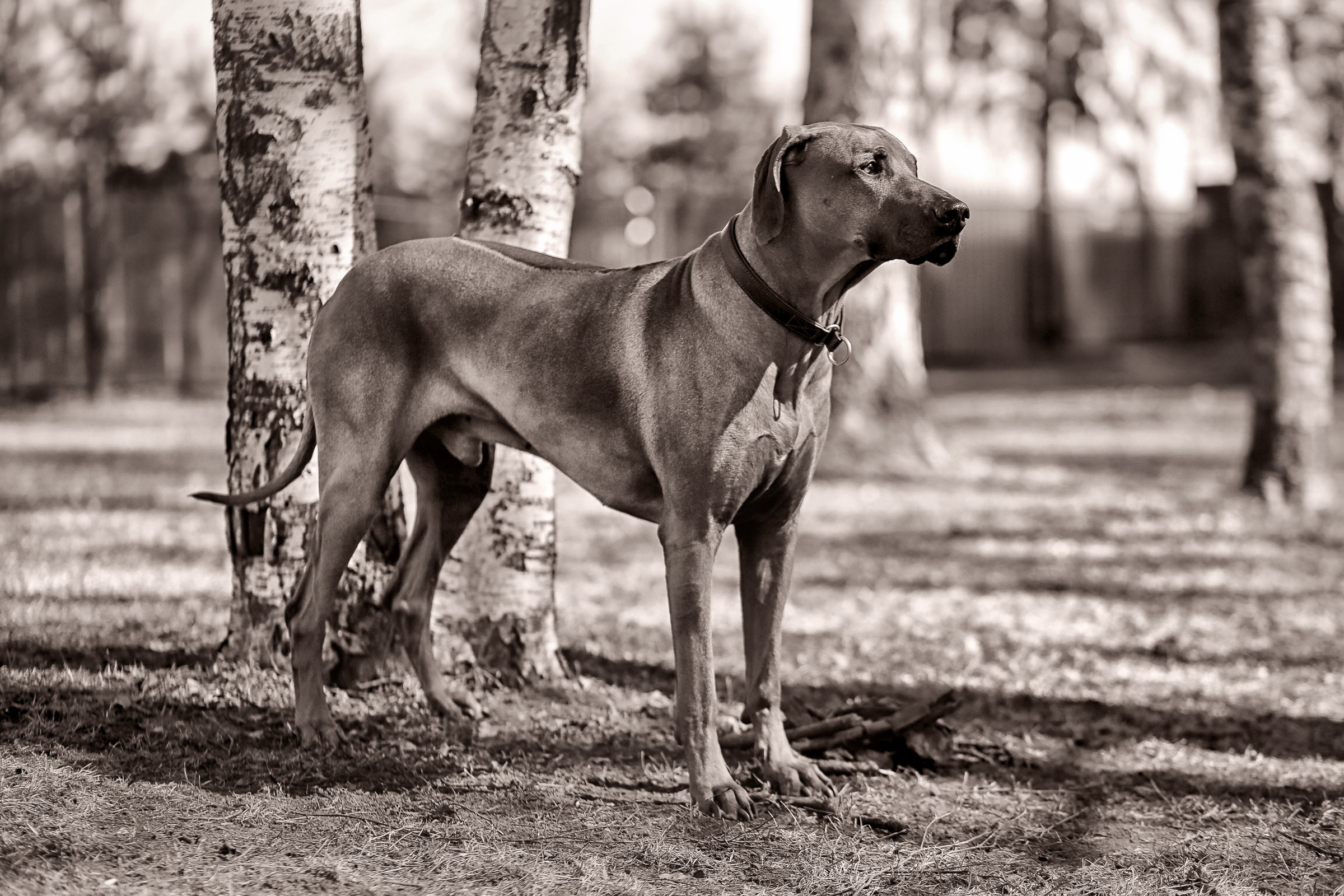Фотосессия собаки СПб. Фотограф женский и мужской портрет Санкт-Петербург