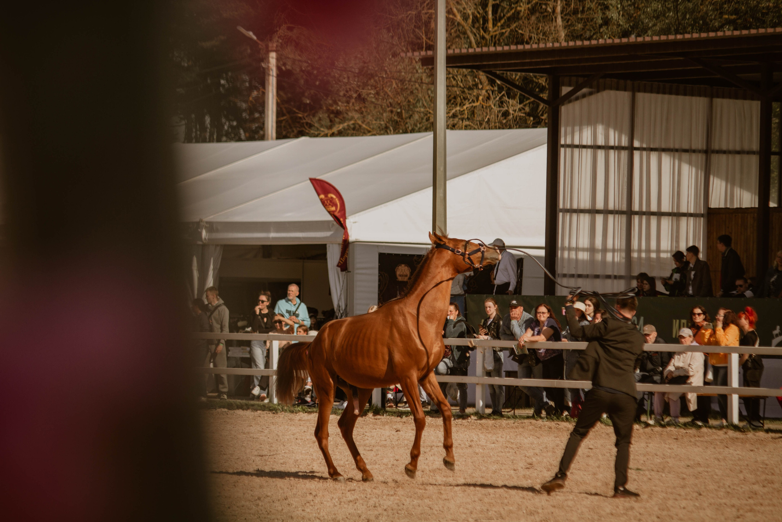 ИППОСФЕРА — Международная конная выставка. Создадим шедевр? Виталина и её фотоискусство