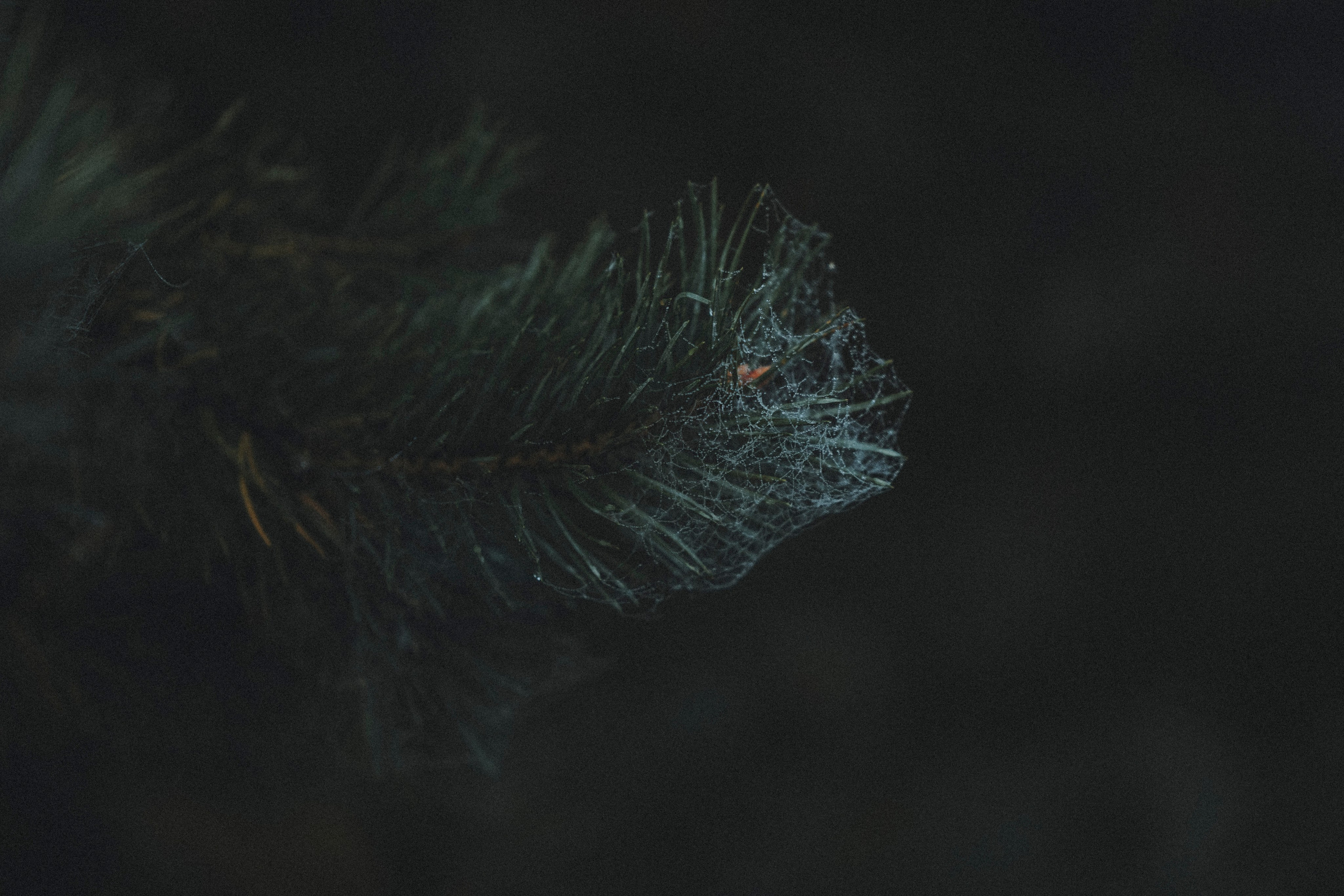 Света и Ричик. Фотограф-анималист Анна Маринич