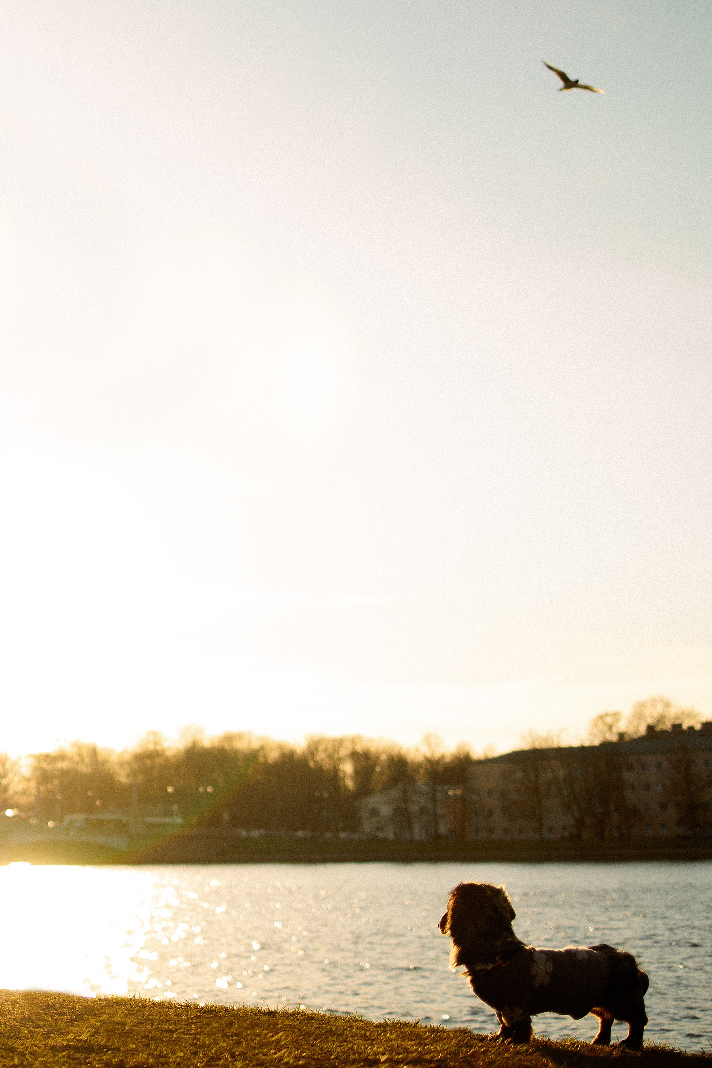 Одна прогулка из жизни Бимы. Семейный фотограф Питер •love-story•|Санкт-Петербург