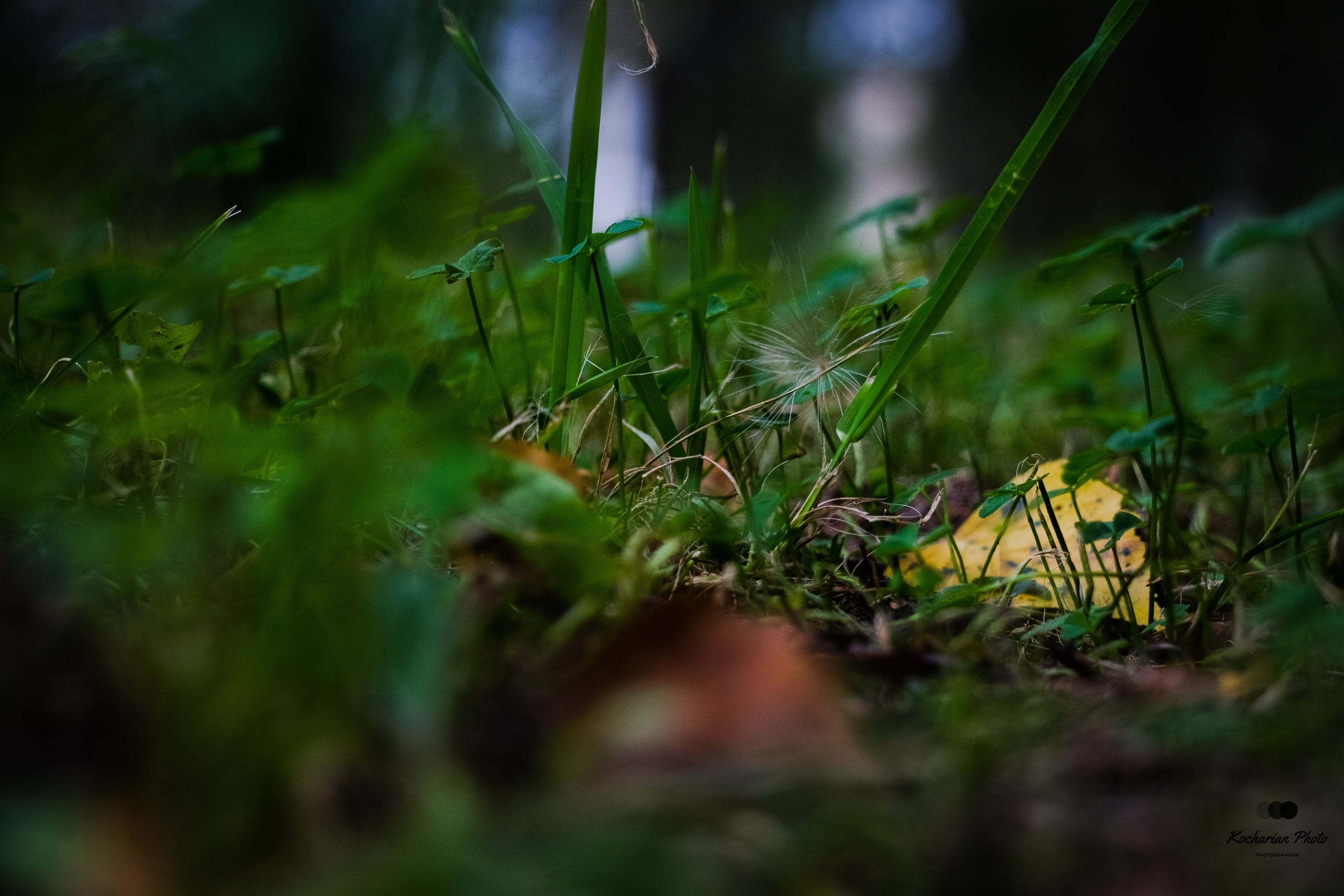 Макросъемка. Photographer K.A.D