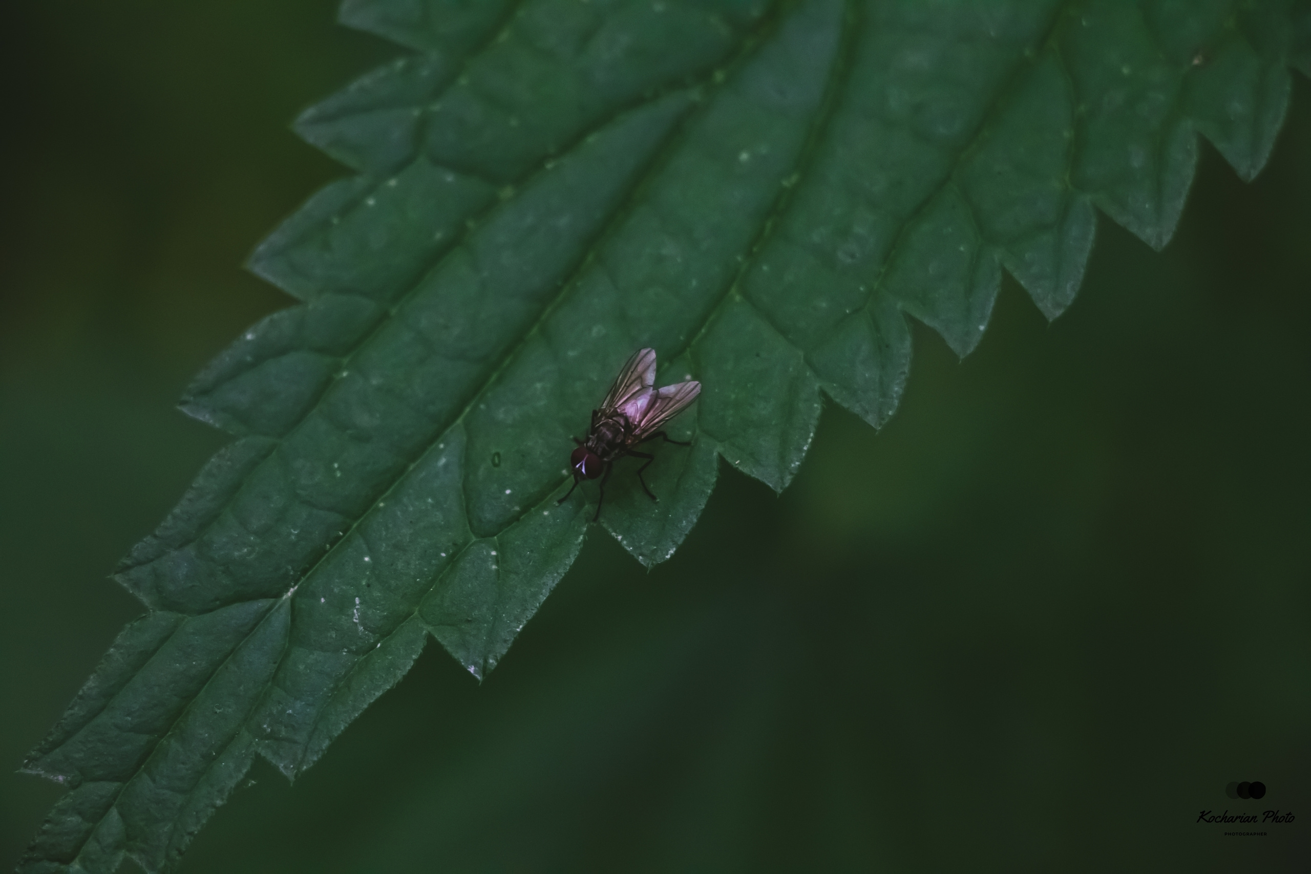 Макросъемка. Photographer K.A.D