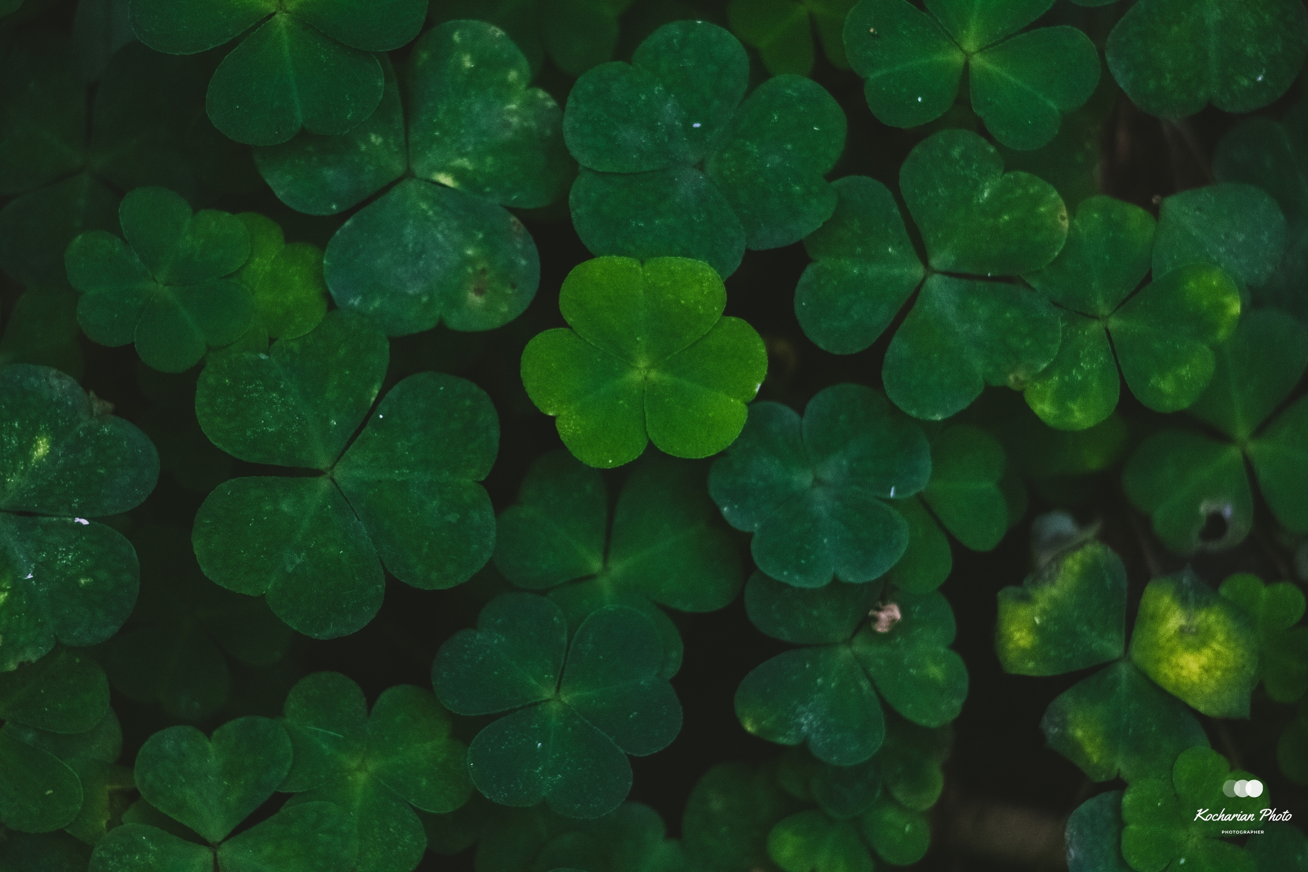 Макросъемка. Photographer K.A.D