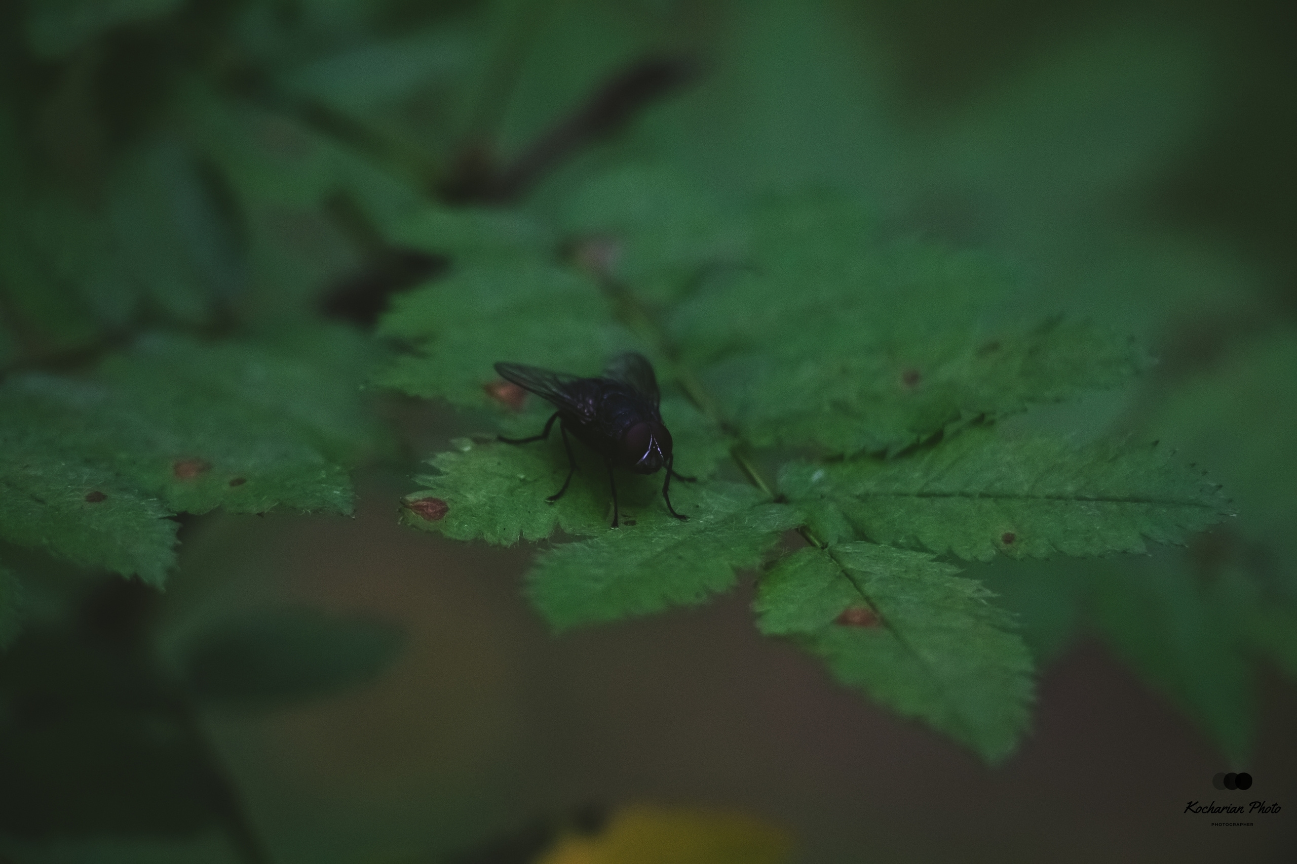 Макросъемка. Photographer K.A.D