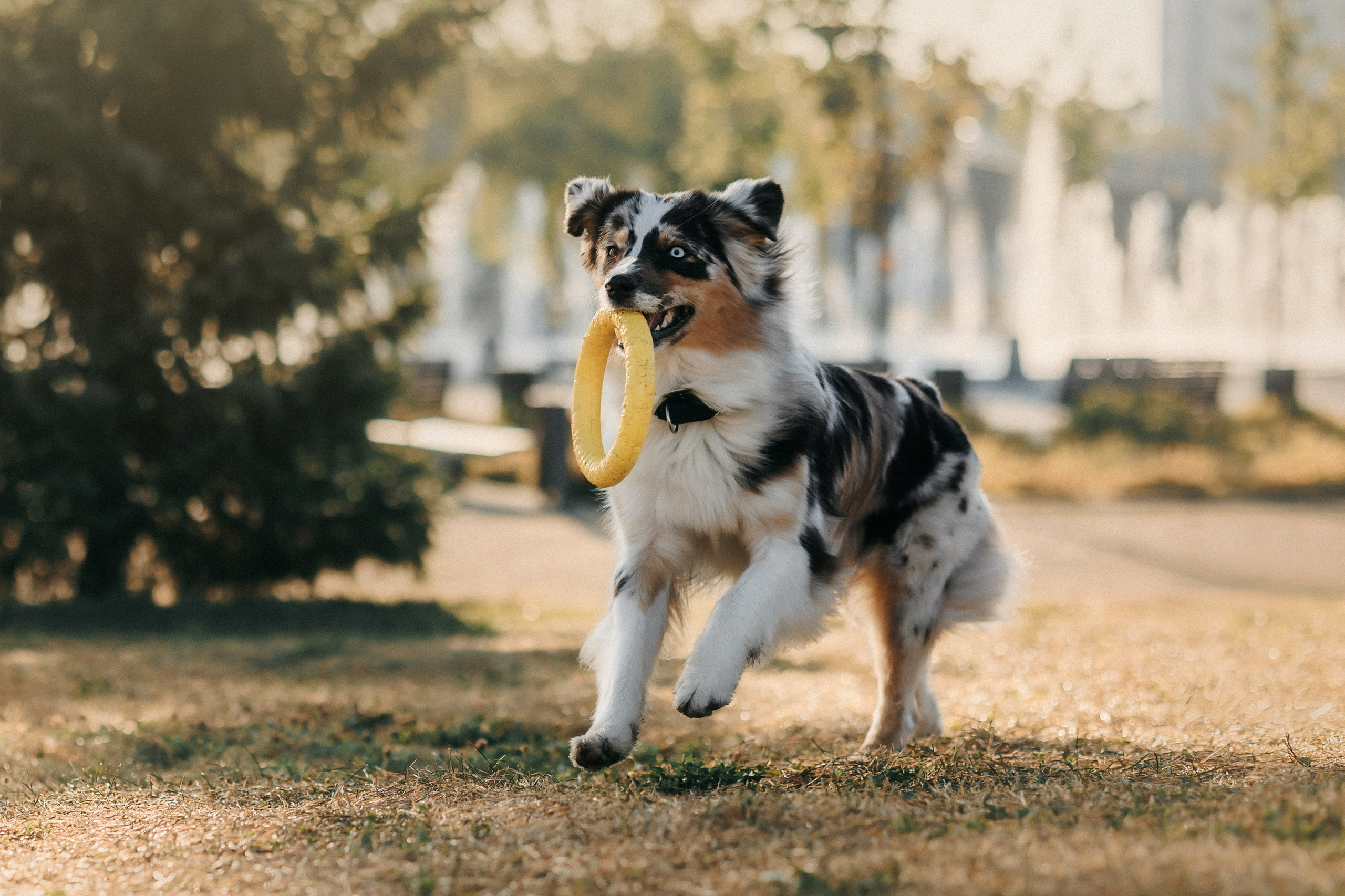 Аня, Чарли и Ева. Фотограф-анималист Елена Радченко, Москва