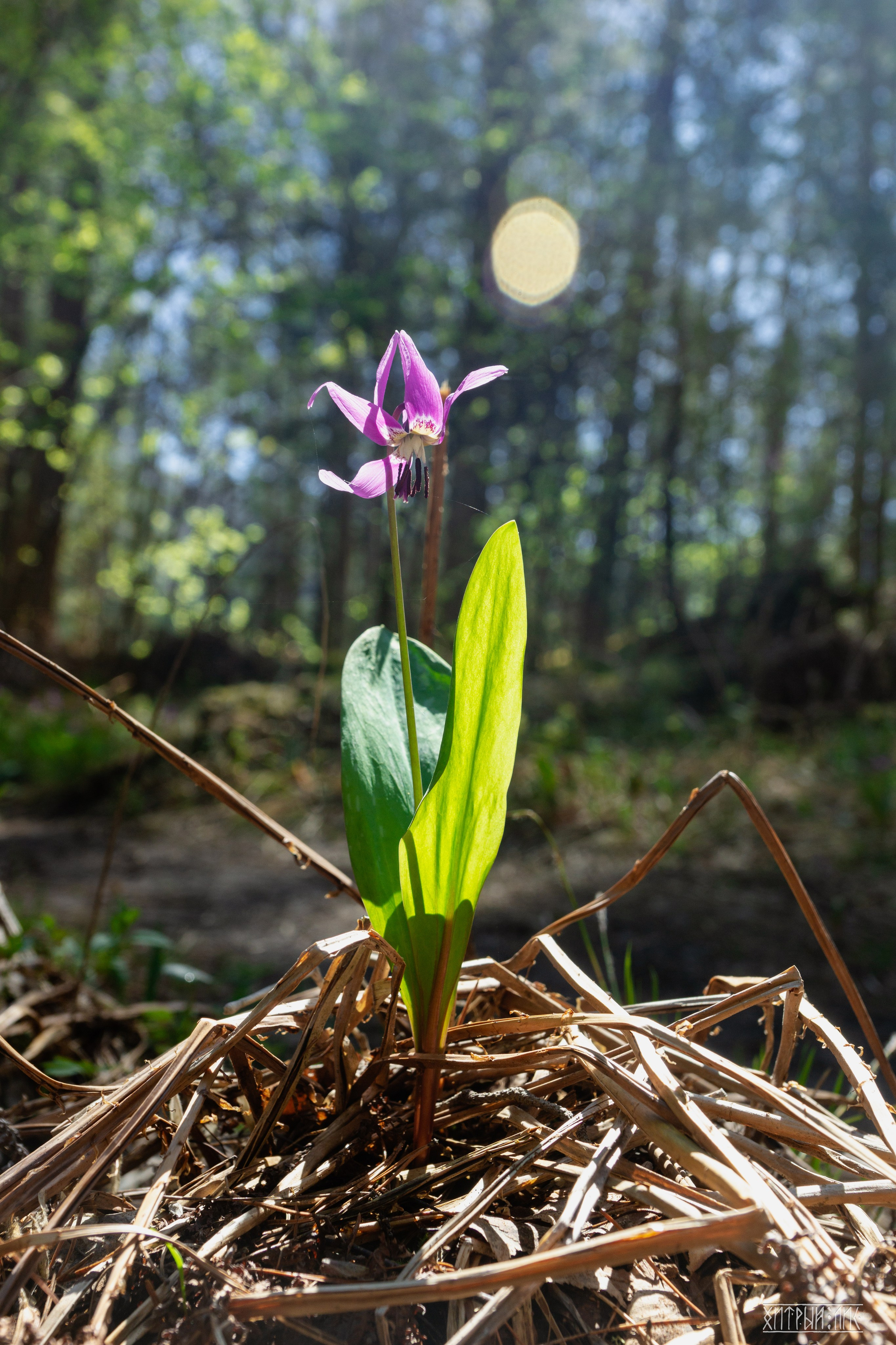 Алтай. Фотограф-путешественник Самойлов Максим «Sly Fox»
