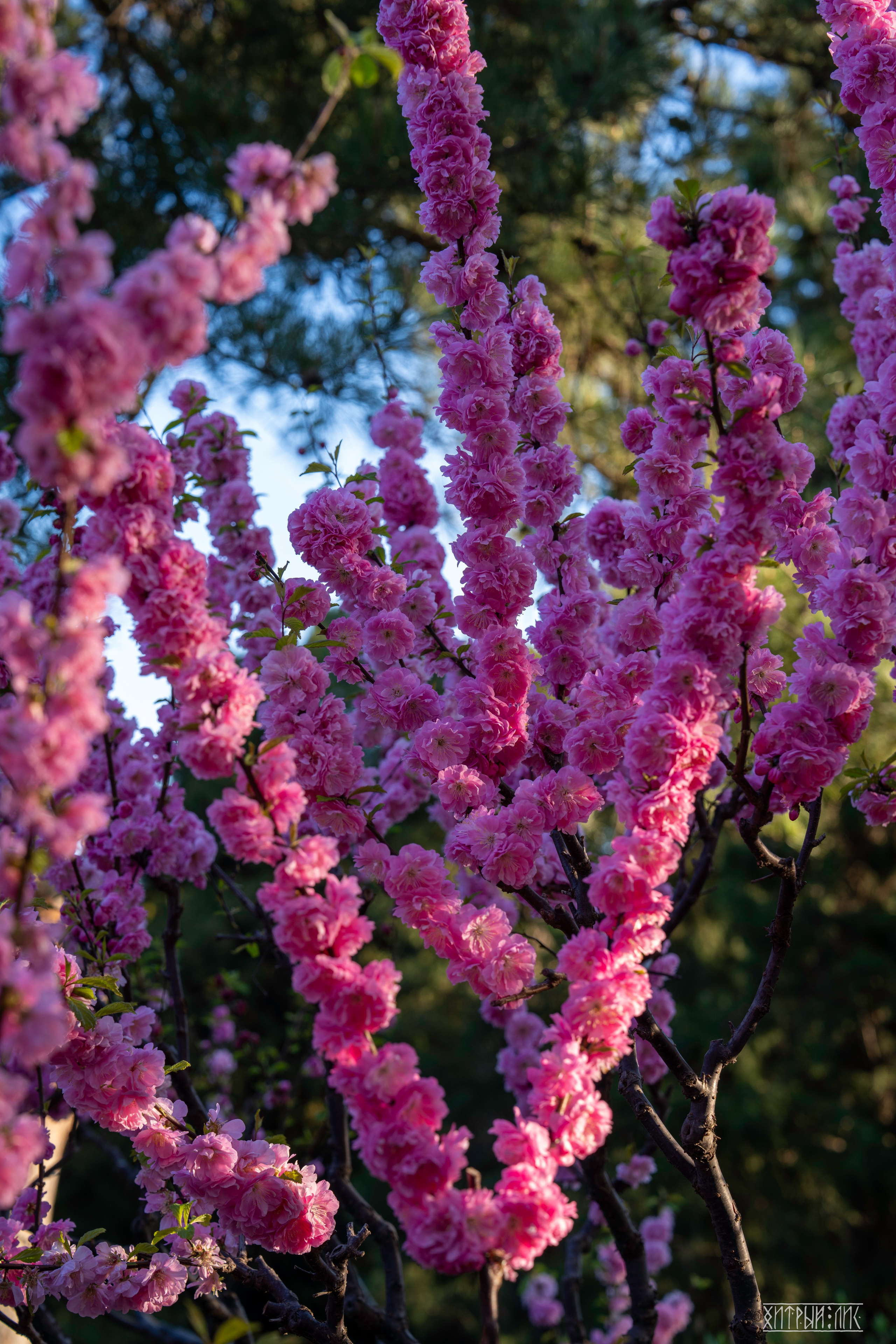 Пекин. Фотограф-путешественник Самойлов Максим «Sly Fox»