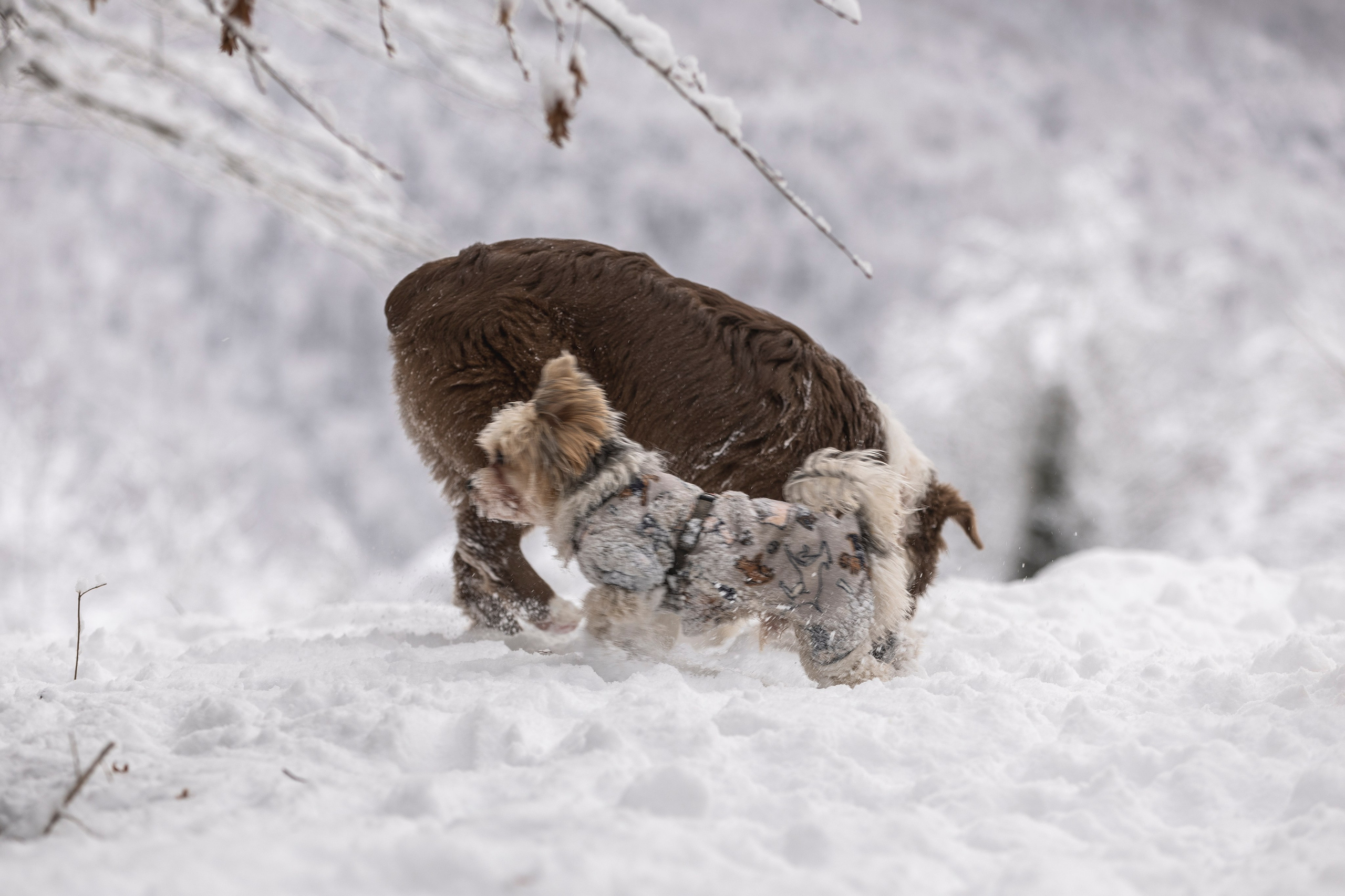 Догтуса Тропа Ефремова. Ирина Голомб|Фотограф-анималист в  Сочи и Калининграде