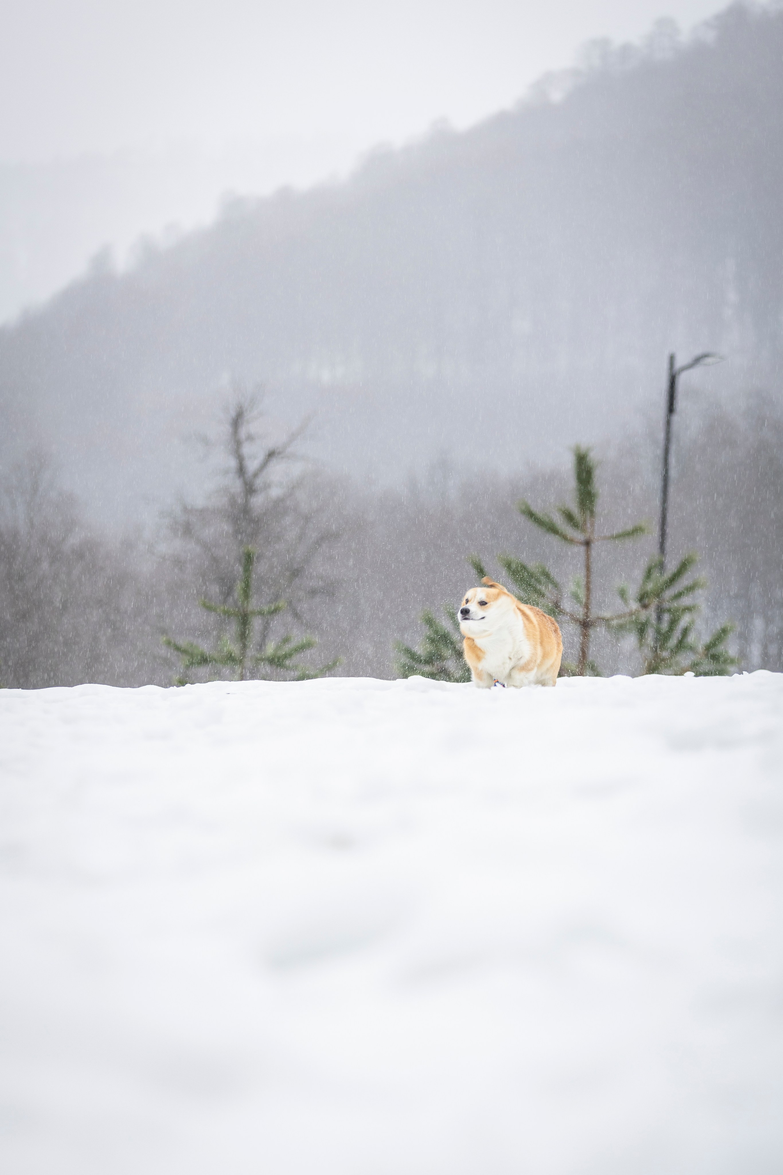 Гай, Корги-Пемброк. Ирина Голомб|Фотограф-анималист в  Сочи и Калининграде