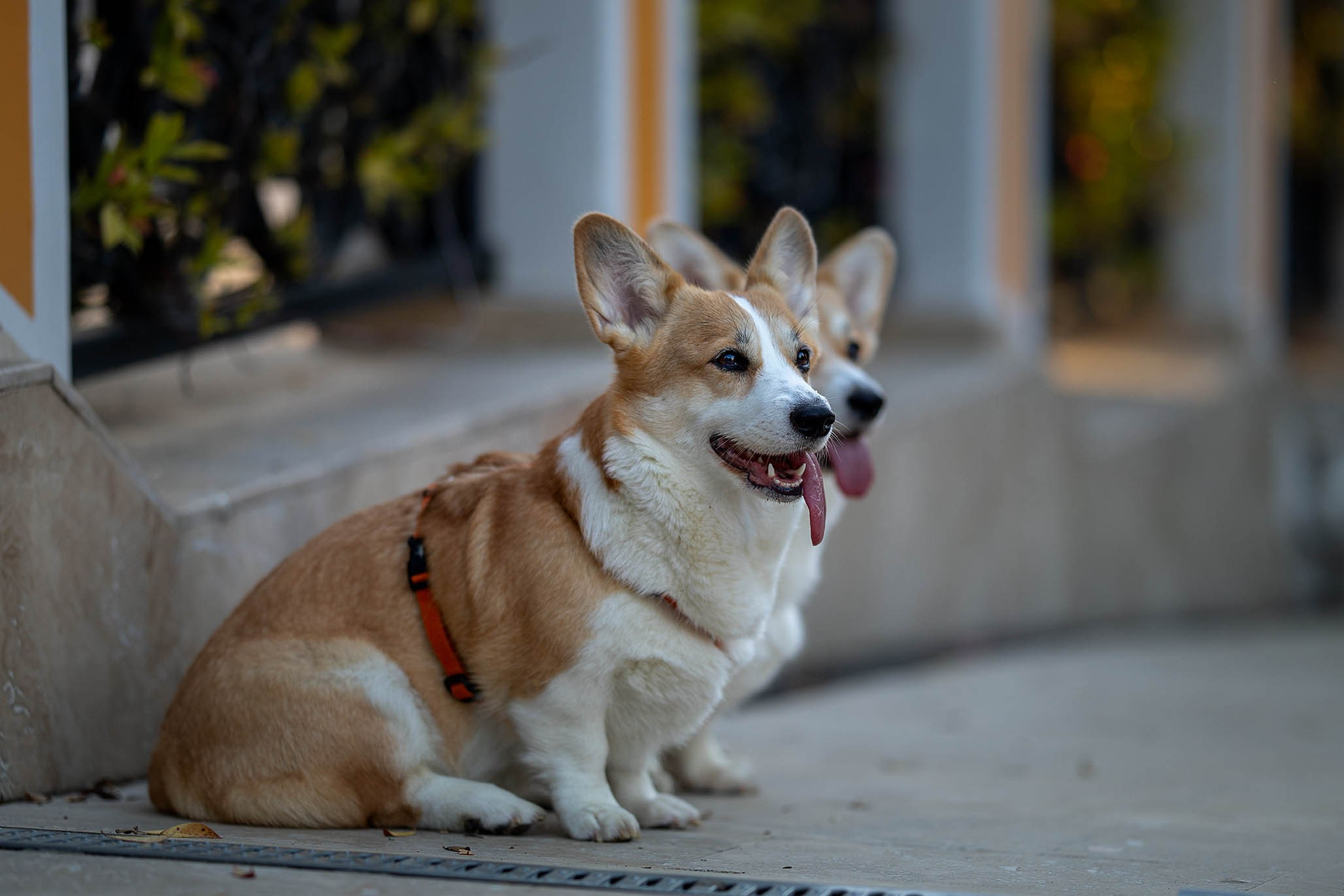 Лиса и Деви, корги. Ирина Голомб|Фотограф-анималист в  Сочи и Калининграде