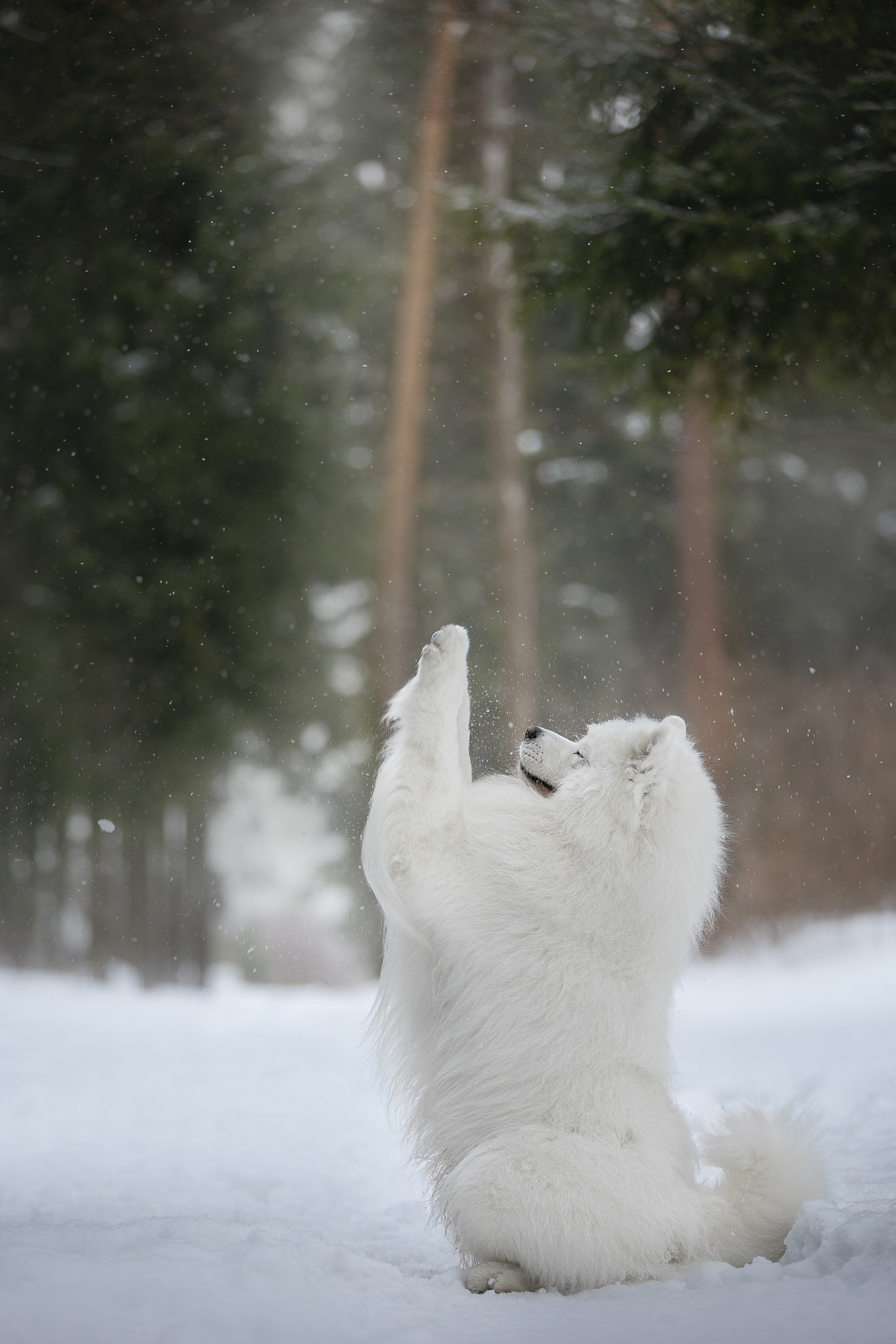 Самоедские мальчишки. Фотограф анималист в Москве Майорова Евгения