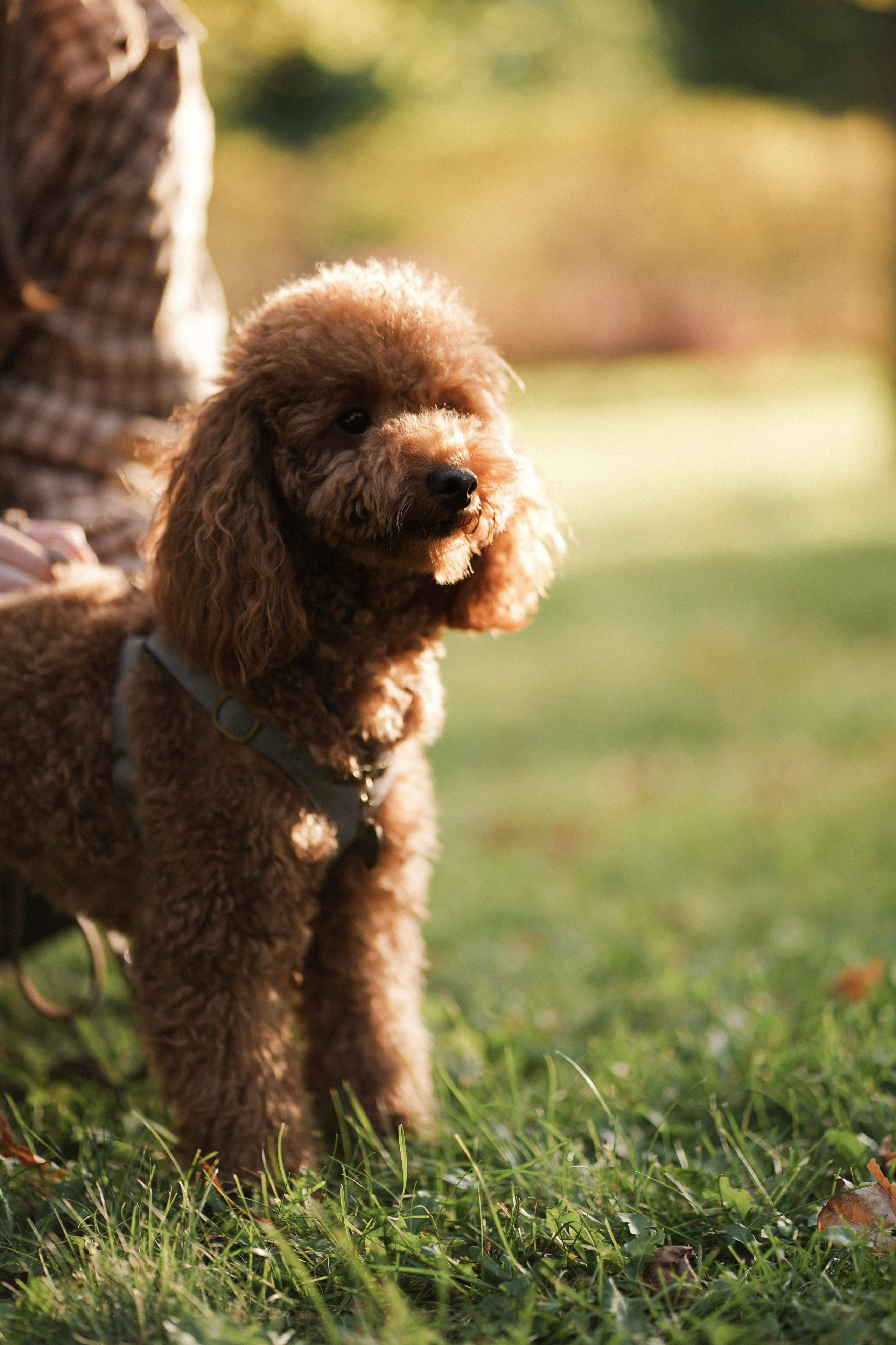 Эллина и Тедди. Фотограф с психологическим образованием