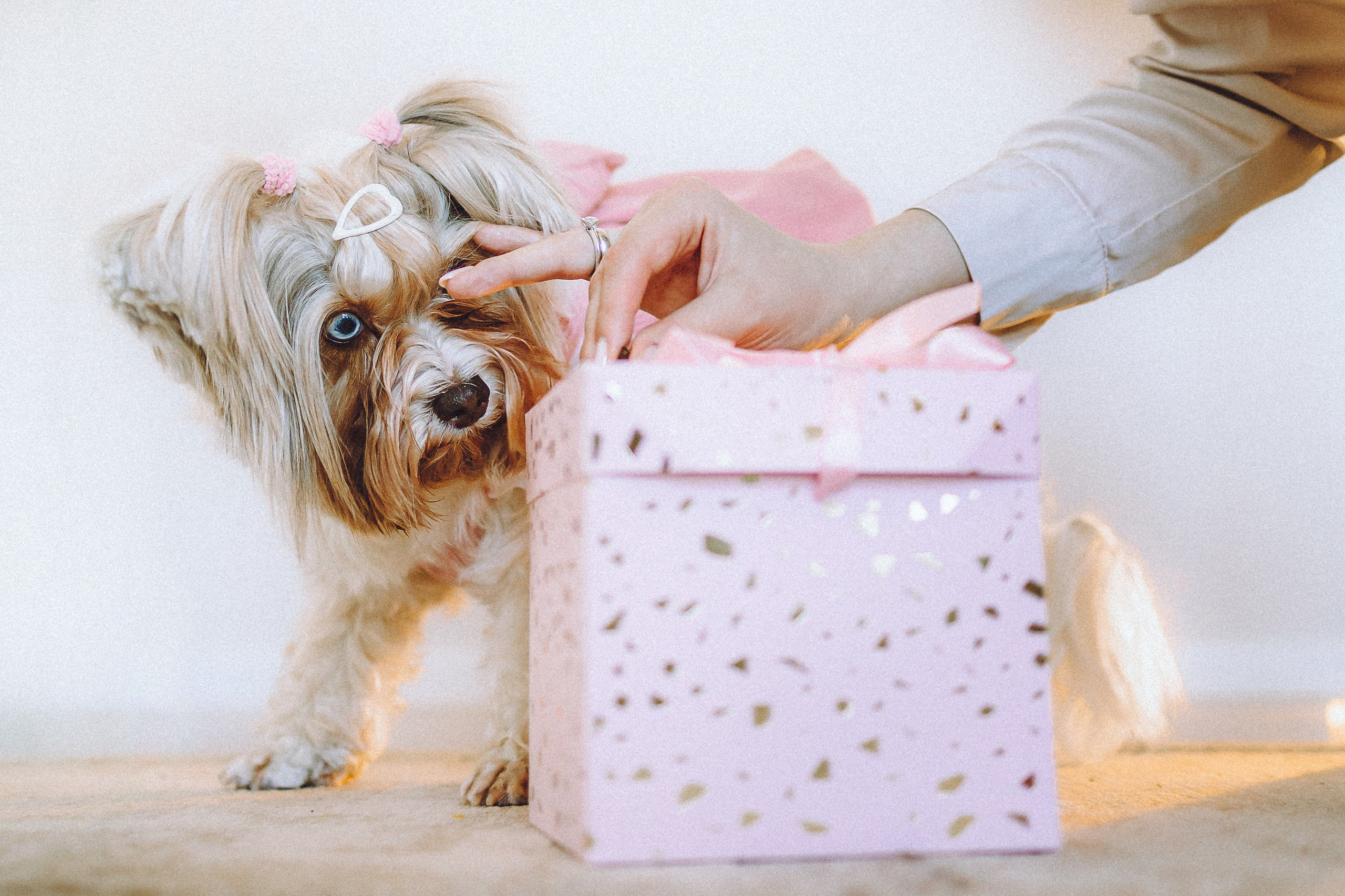 День Рождения Шу