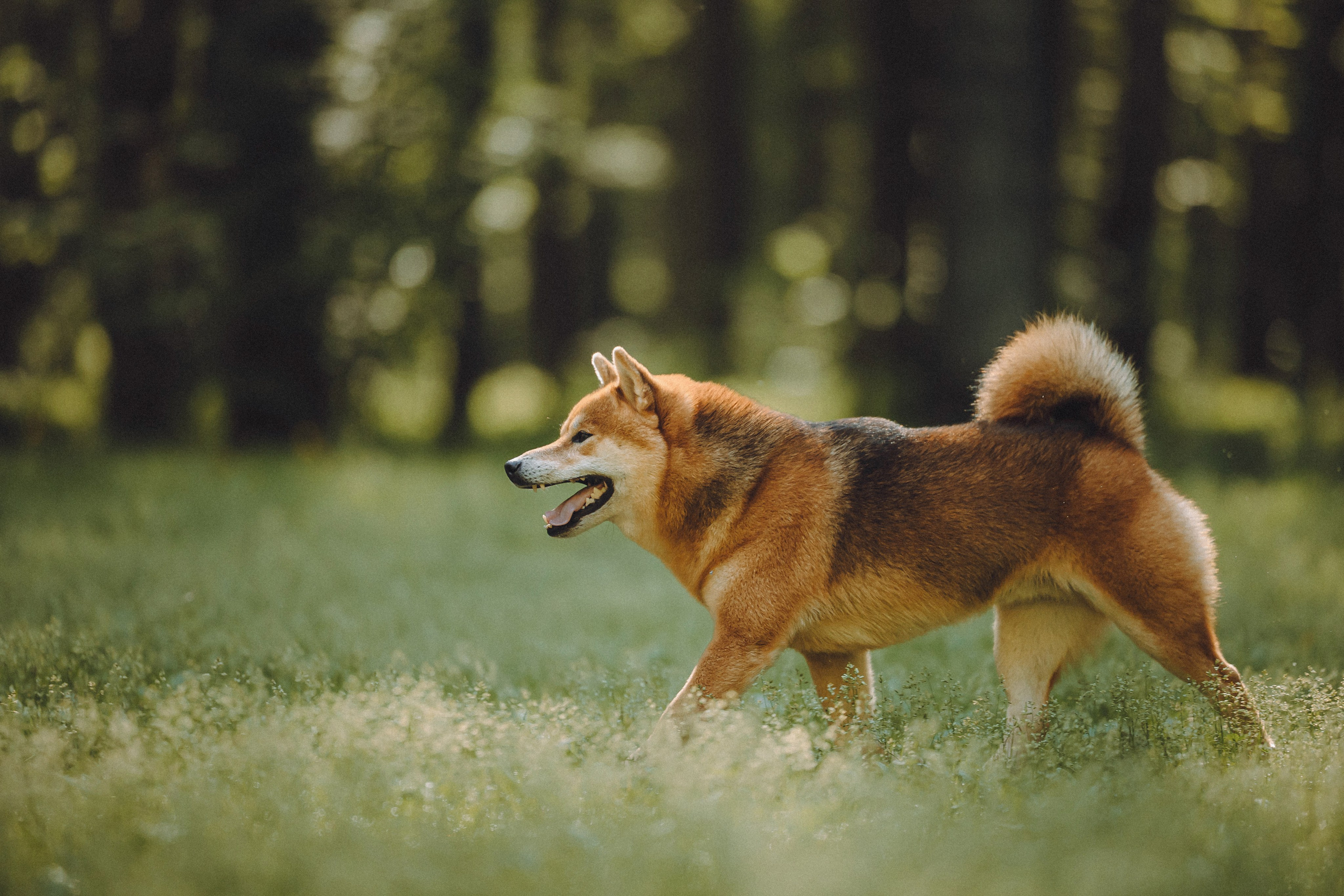 Шед, Цири, Чиби, Цера и их семья