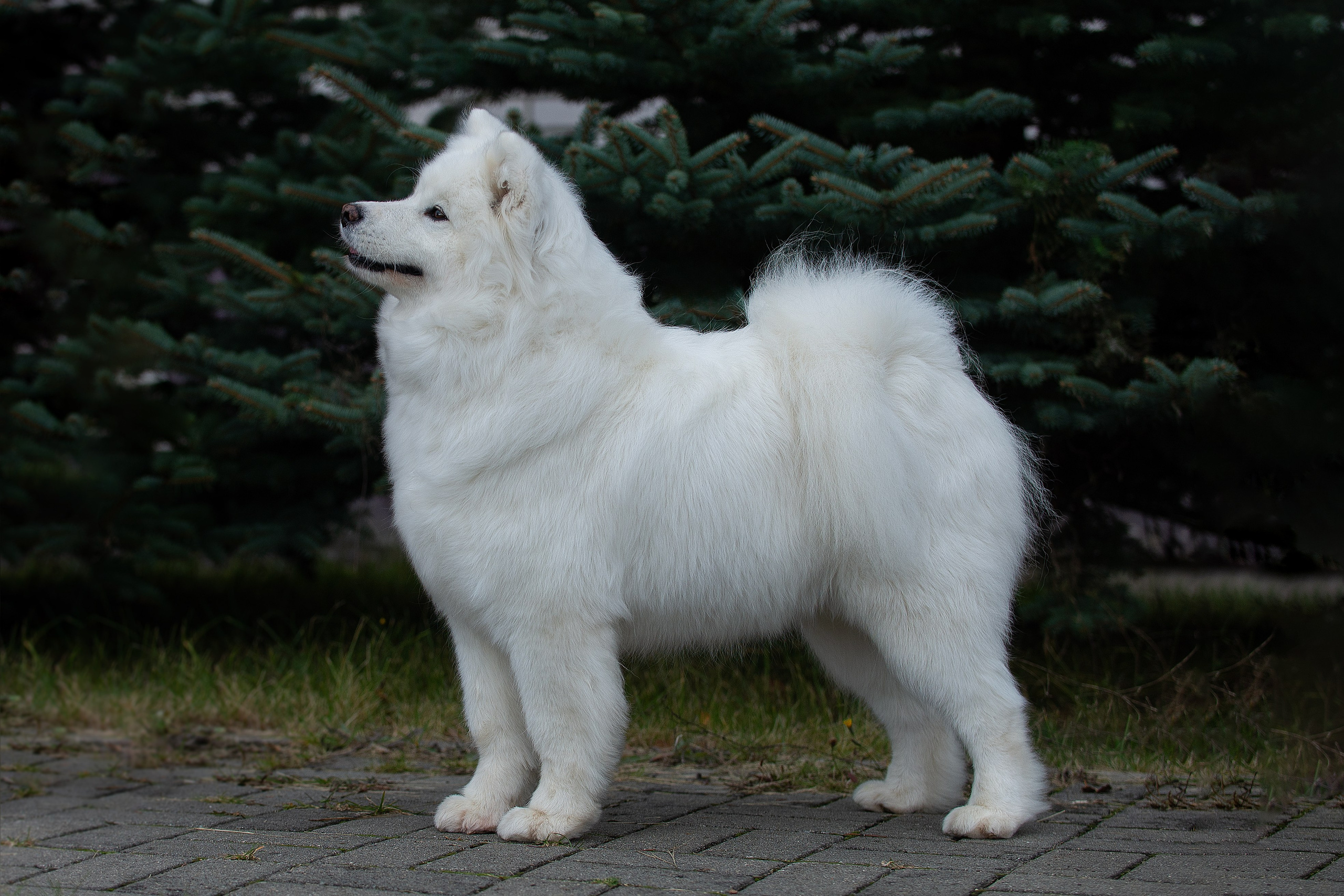 Собаки питомника Версаль. Творческий фотограф Вологда