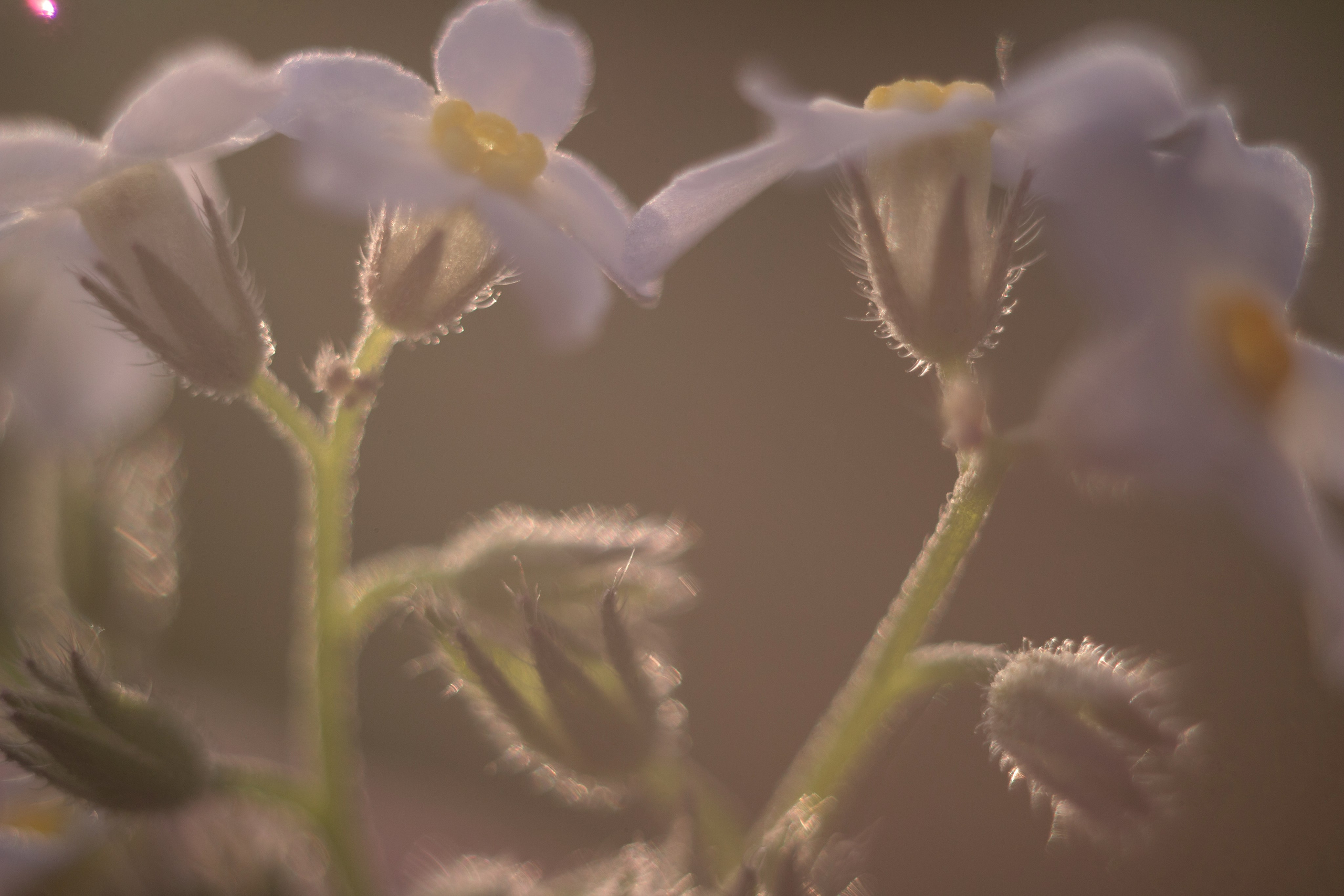 Макро. Фотограф Лагутин Анатолий