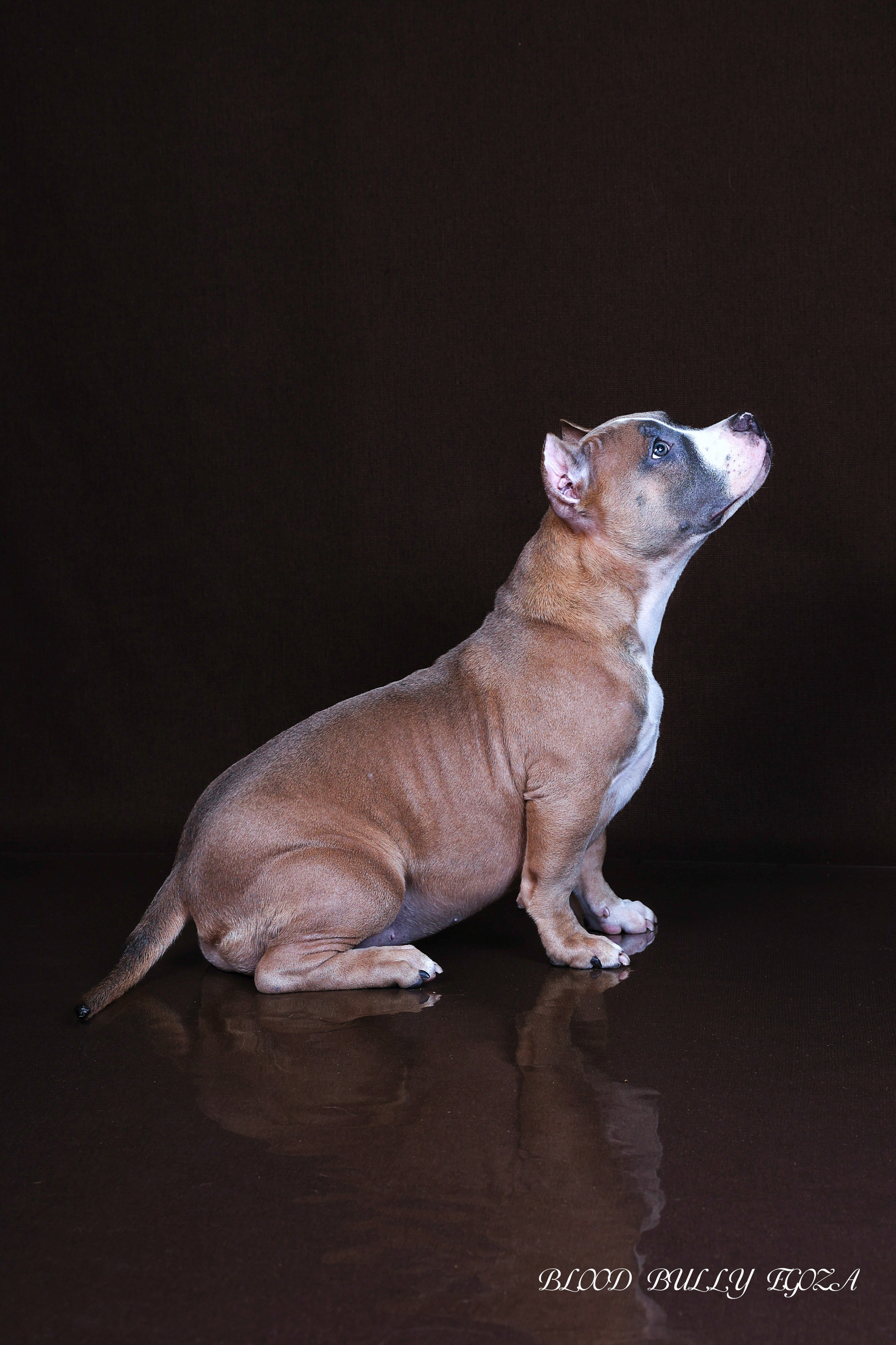 Американский булли!. Фотограф 📸 семейный, предметный, репортажный