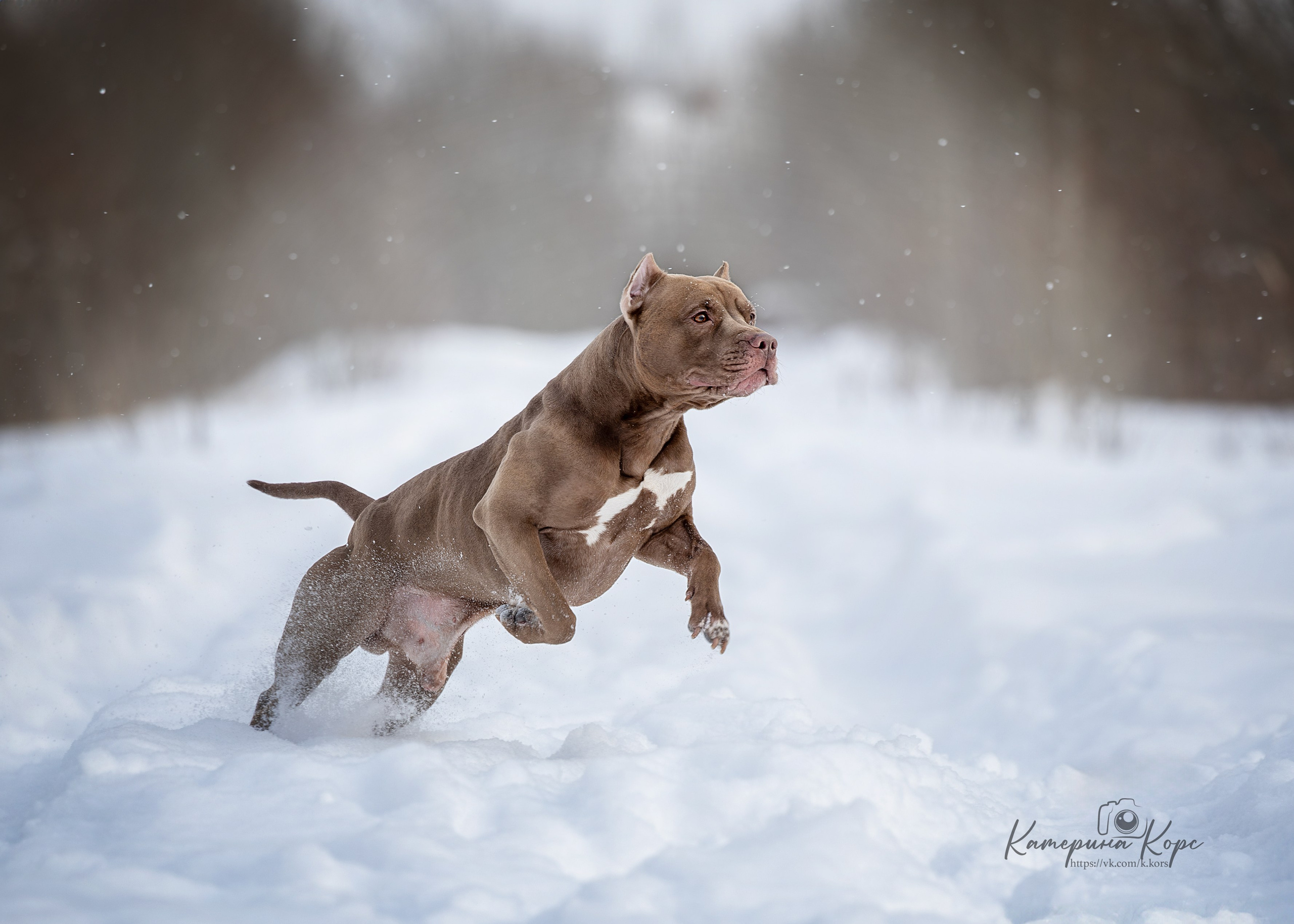 Прогулки. Главная