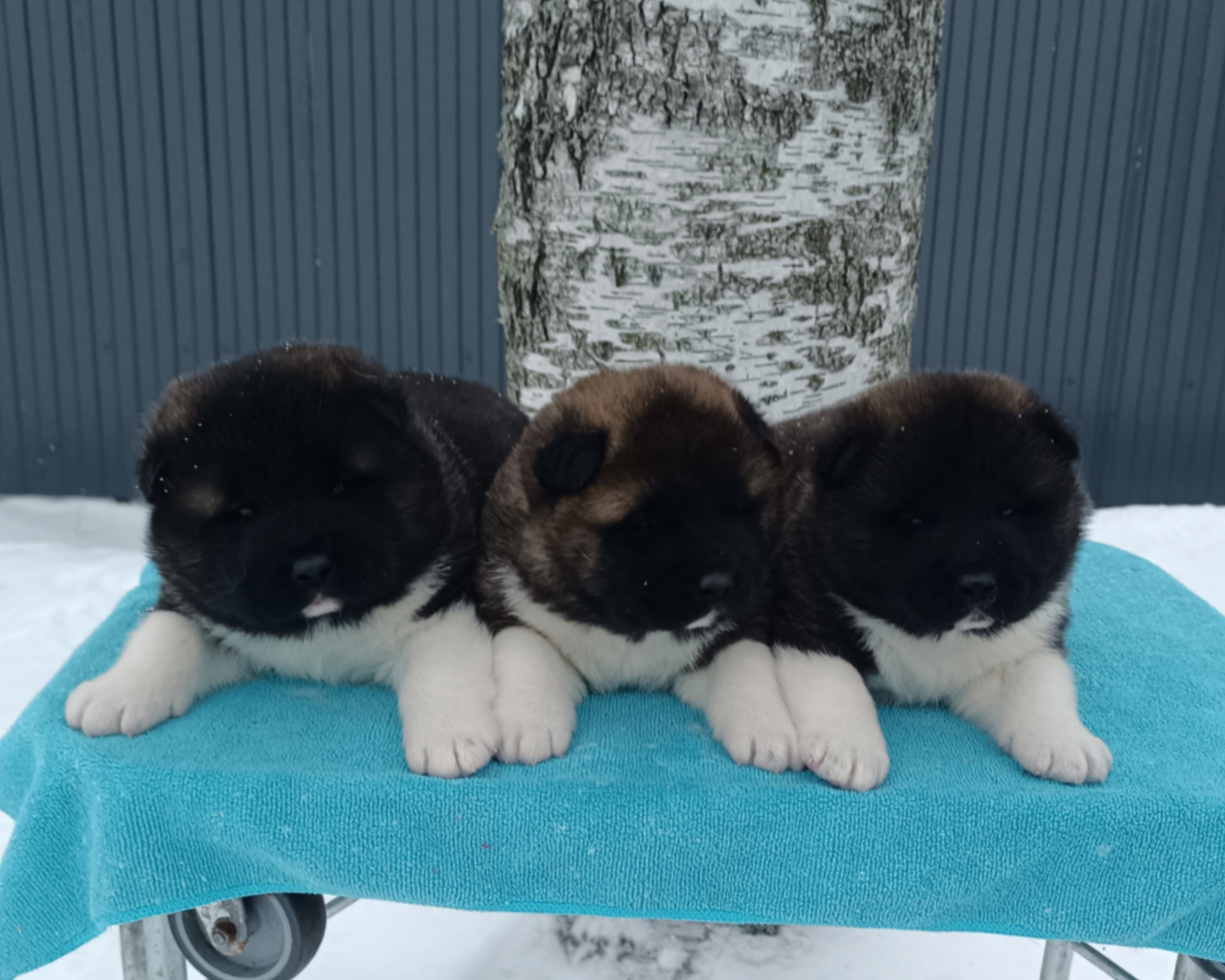 Американская акита  щенки питомник Санкт-Петербург клубные щенки Американская акита питомник RUBYLIGHT Рубилайт купить щенка американской акиты