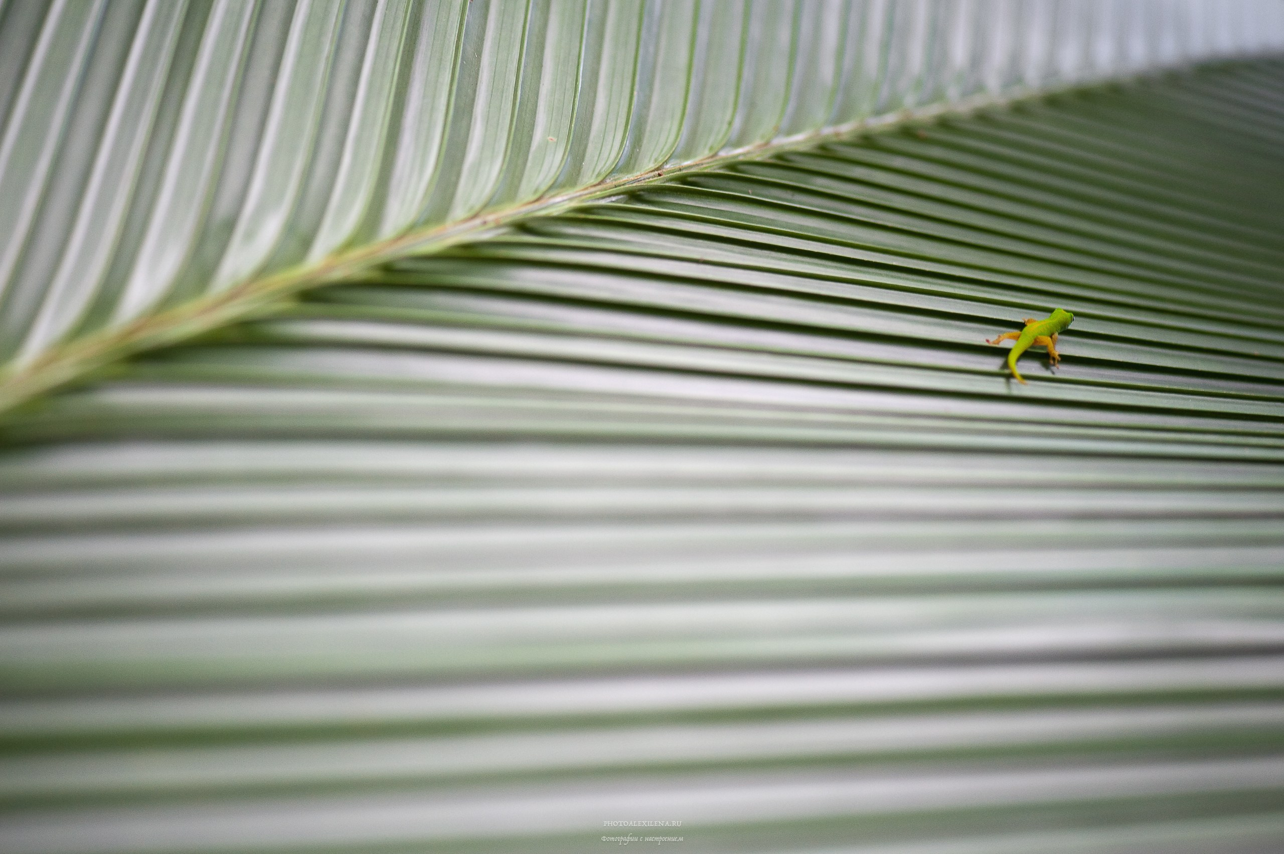 Все оттенки зелёного. Авторские стильные фотокартины