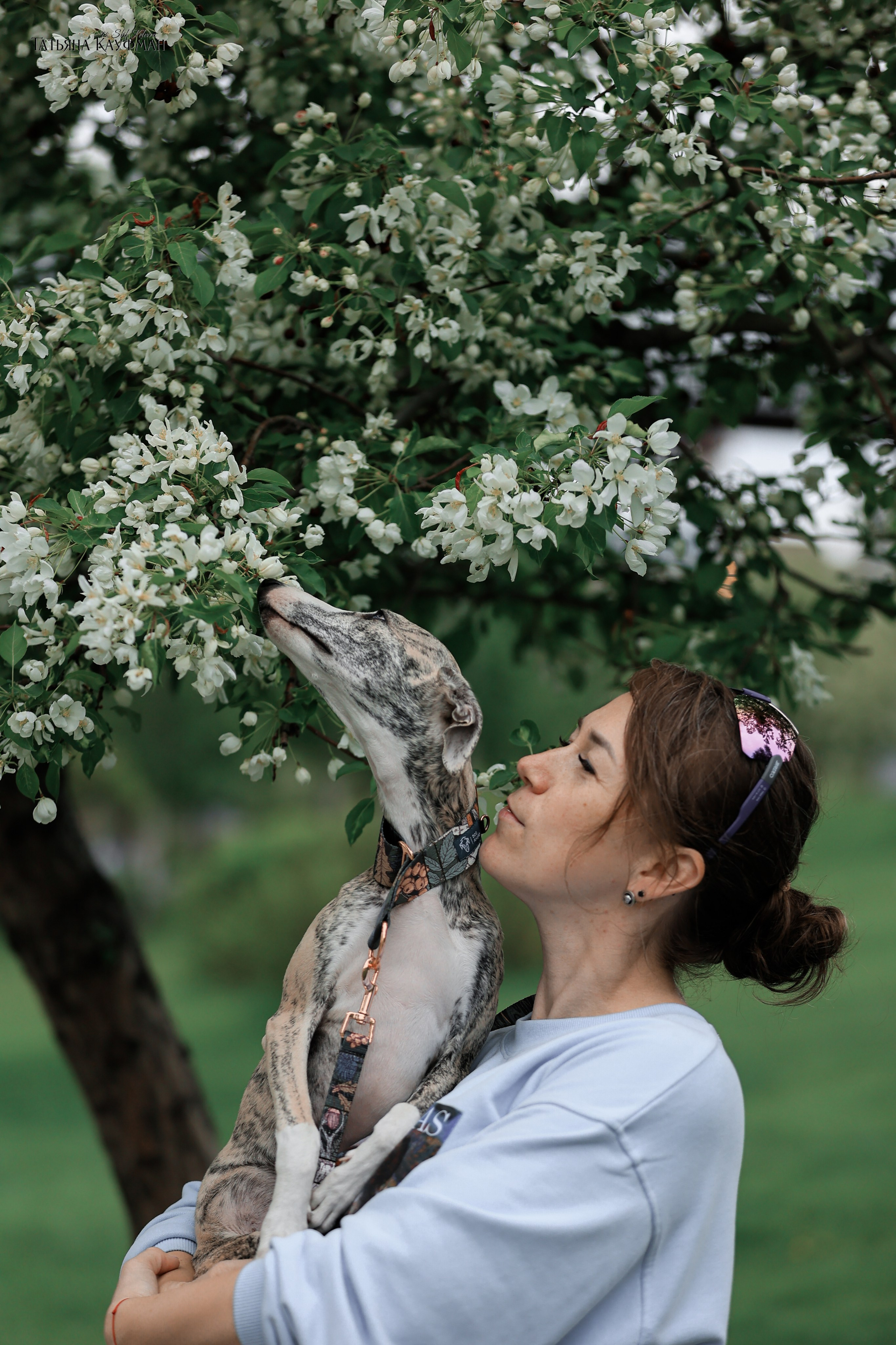 Уиппет, фотография уиппет, собака в цветах, красивая собака, фотограф анималист, фотокурс Анималистика, научиться фотографировать собак, фотограф Новосибирск