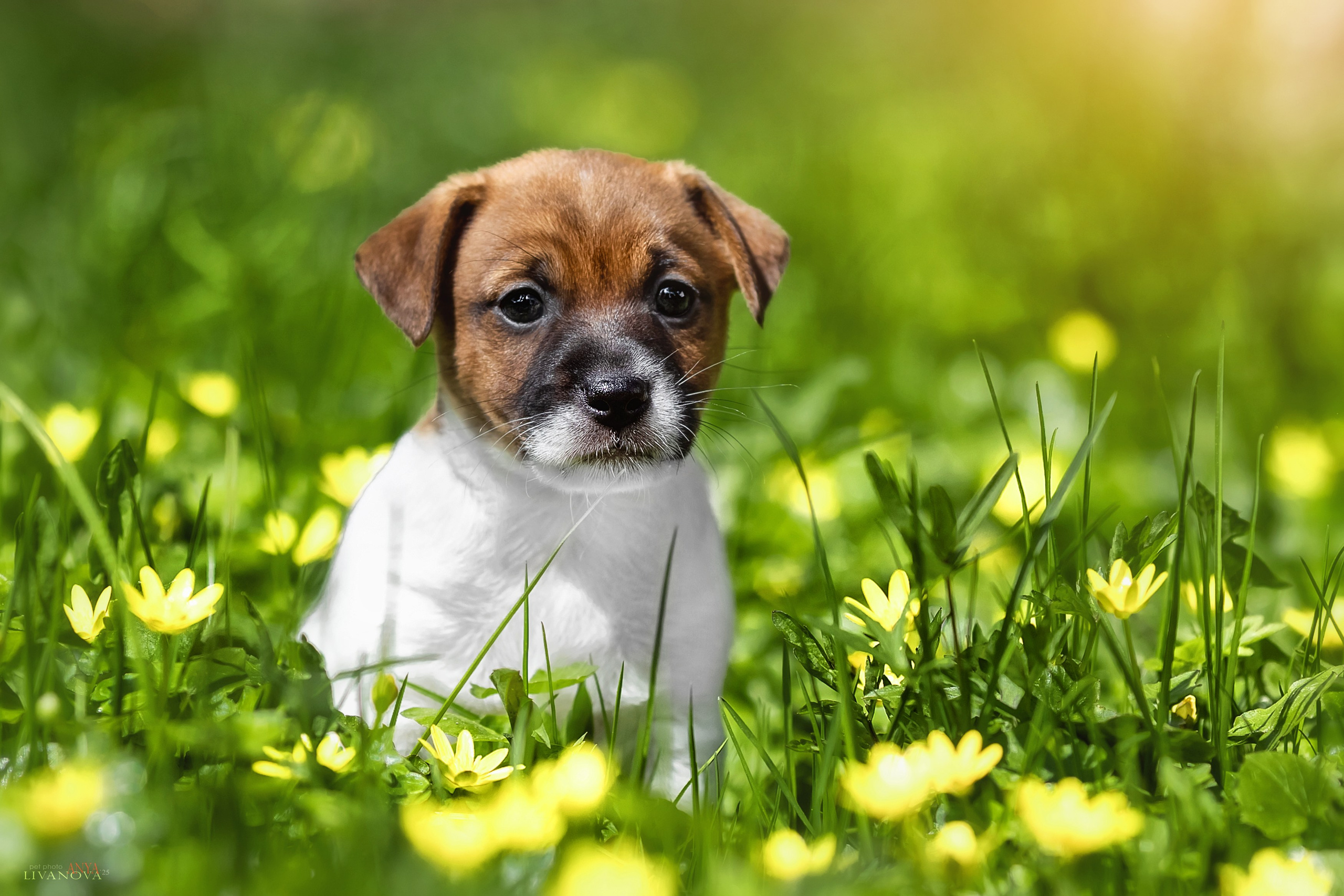 ДРТ. Фотограф анималист Аня Ливанова | Рыбинск