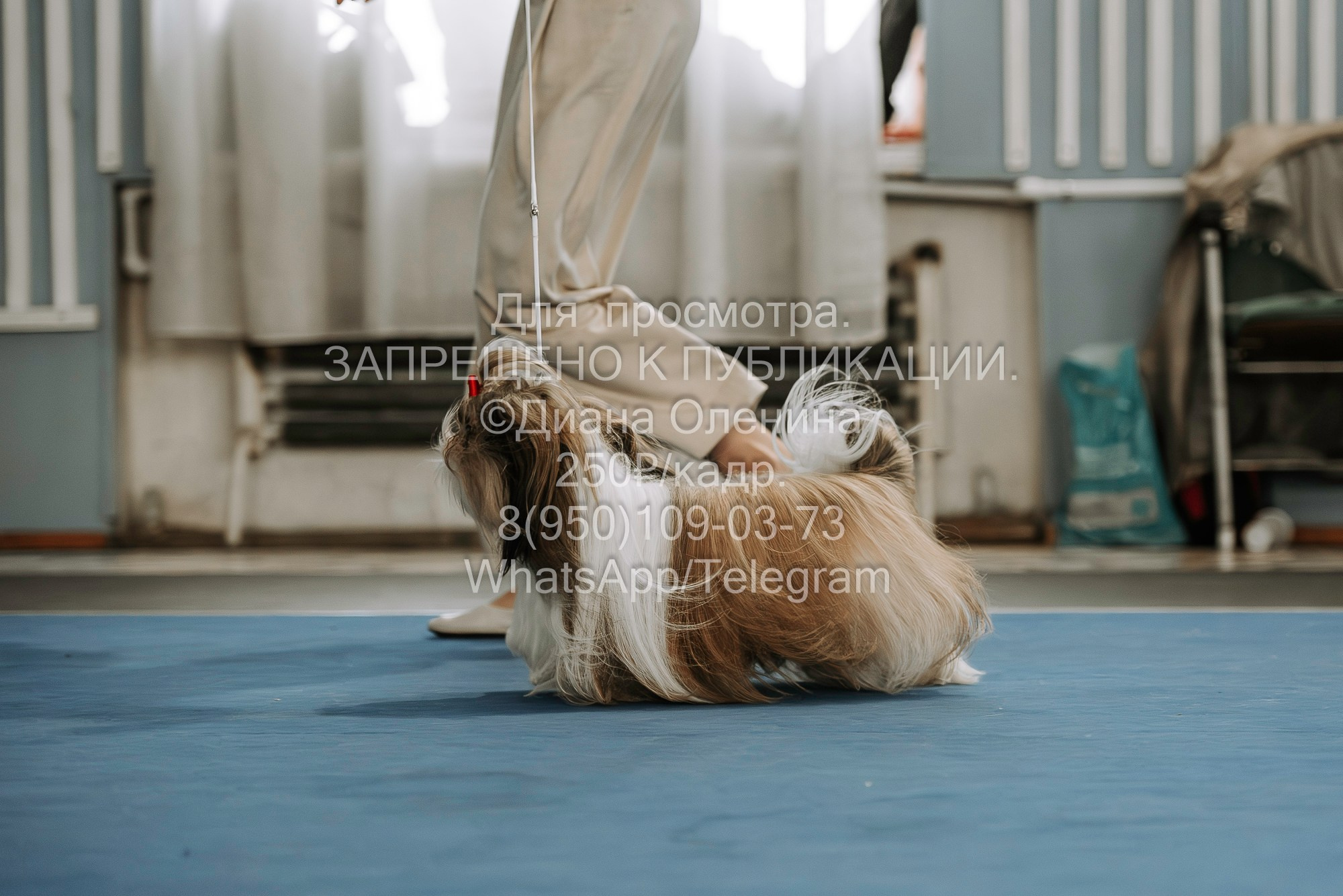 Выставка собак Красноярск 29.10.2023. Фотограф Диана Оленина Красноярск / Братск