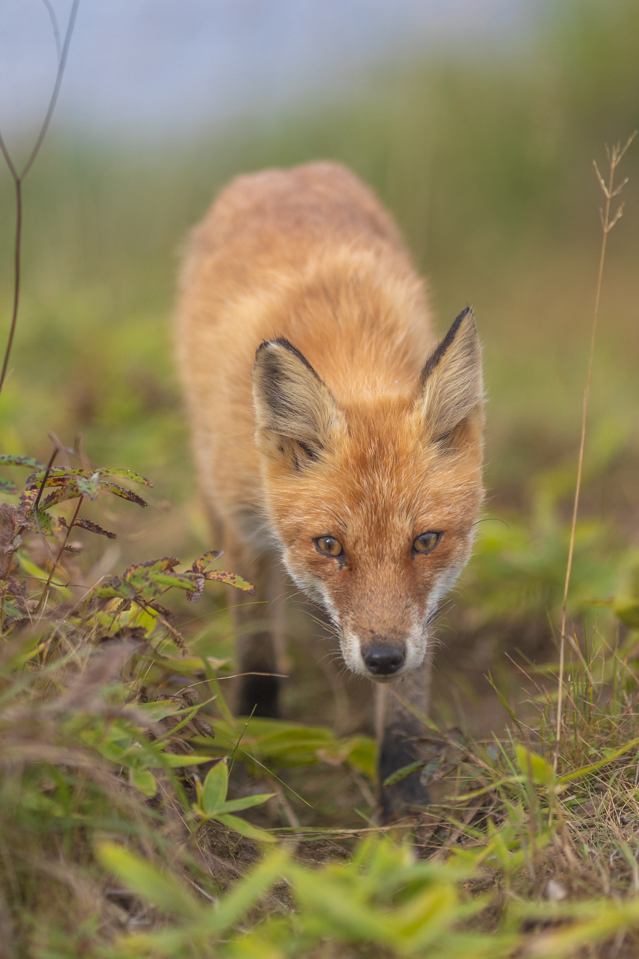 Шикотан. Тревел-фотограф Олег Гуров