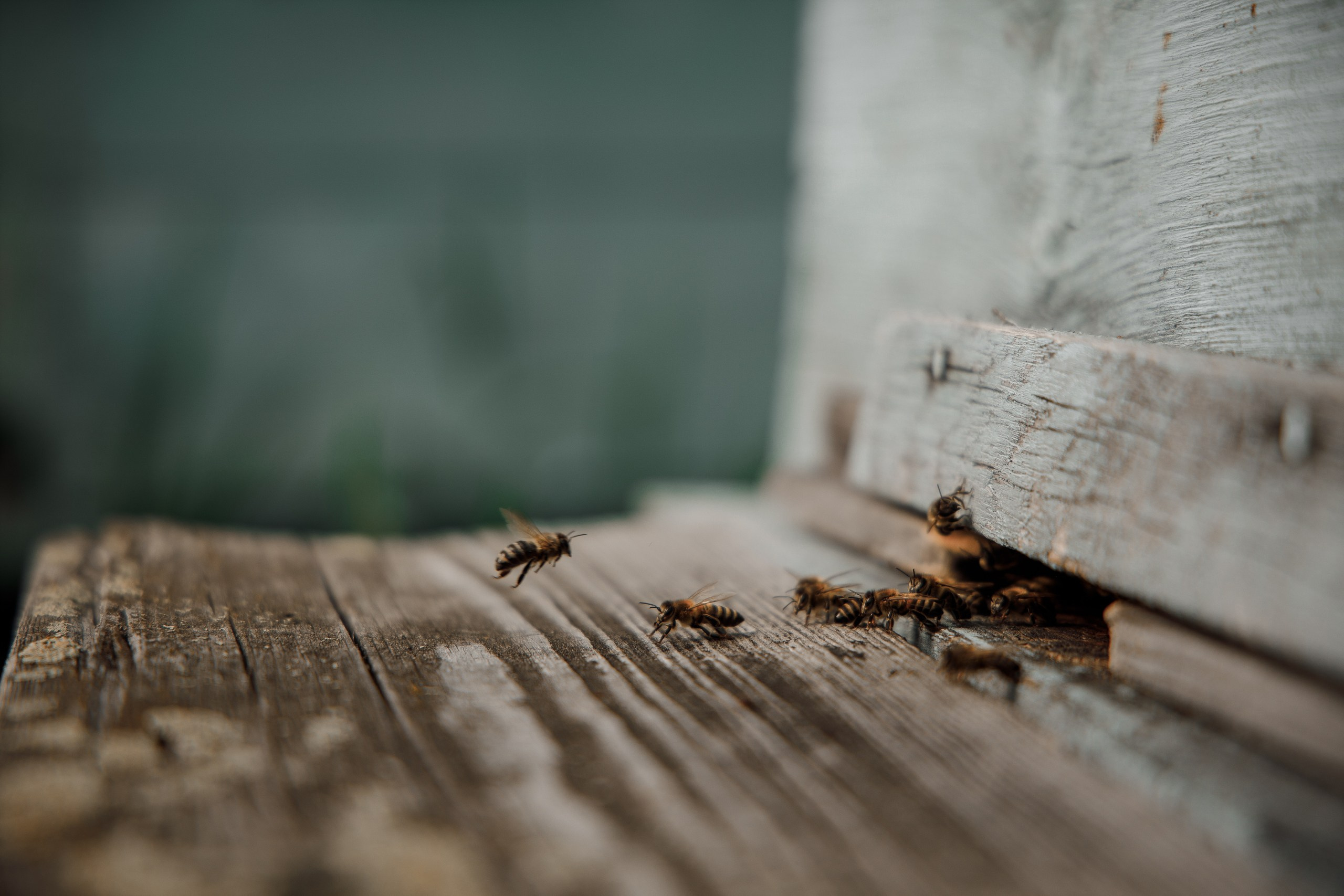 Верность делу. Фотограф в Красноярске Нерозя Александр. Пейзаж, природа, портрет