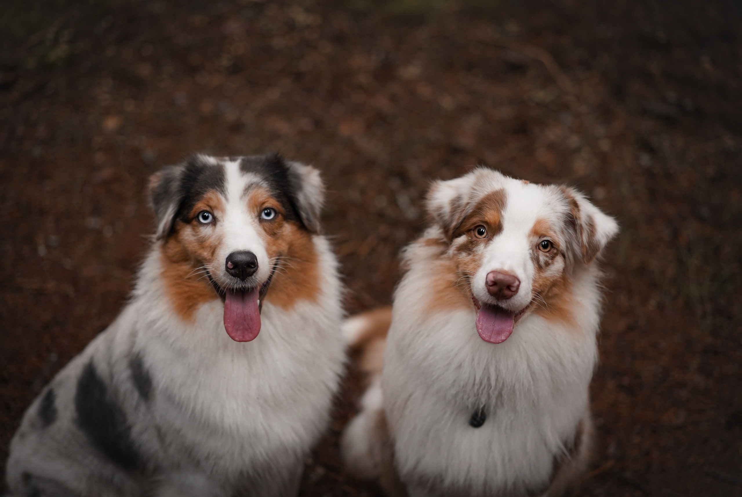 Аусси Хэллоуин 24. Фотограф-анималист в Санкт-Петербурге Яна Мартынова