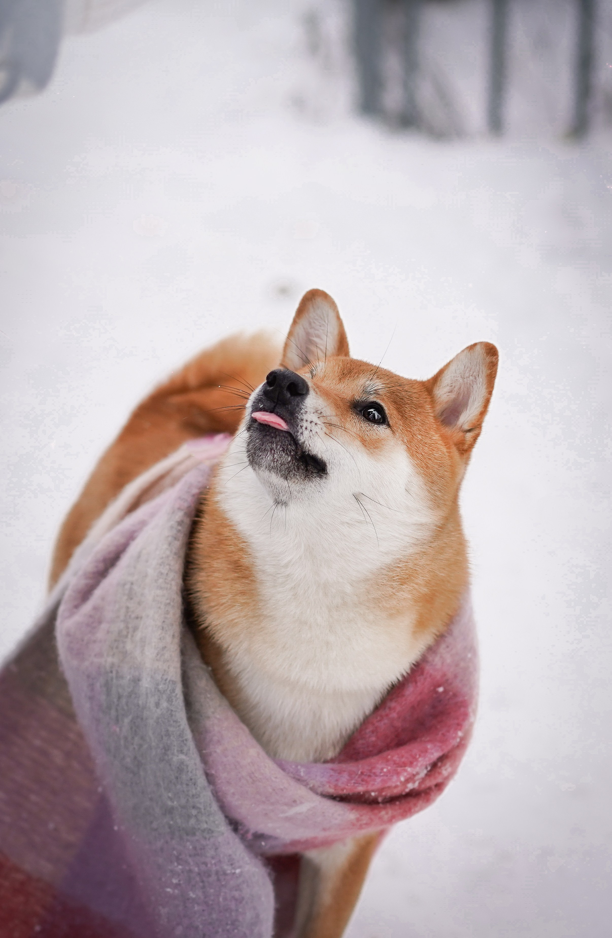 Алина и Юми. Фотограф-анималист в Санкт-Петербурге Яна Мартынова