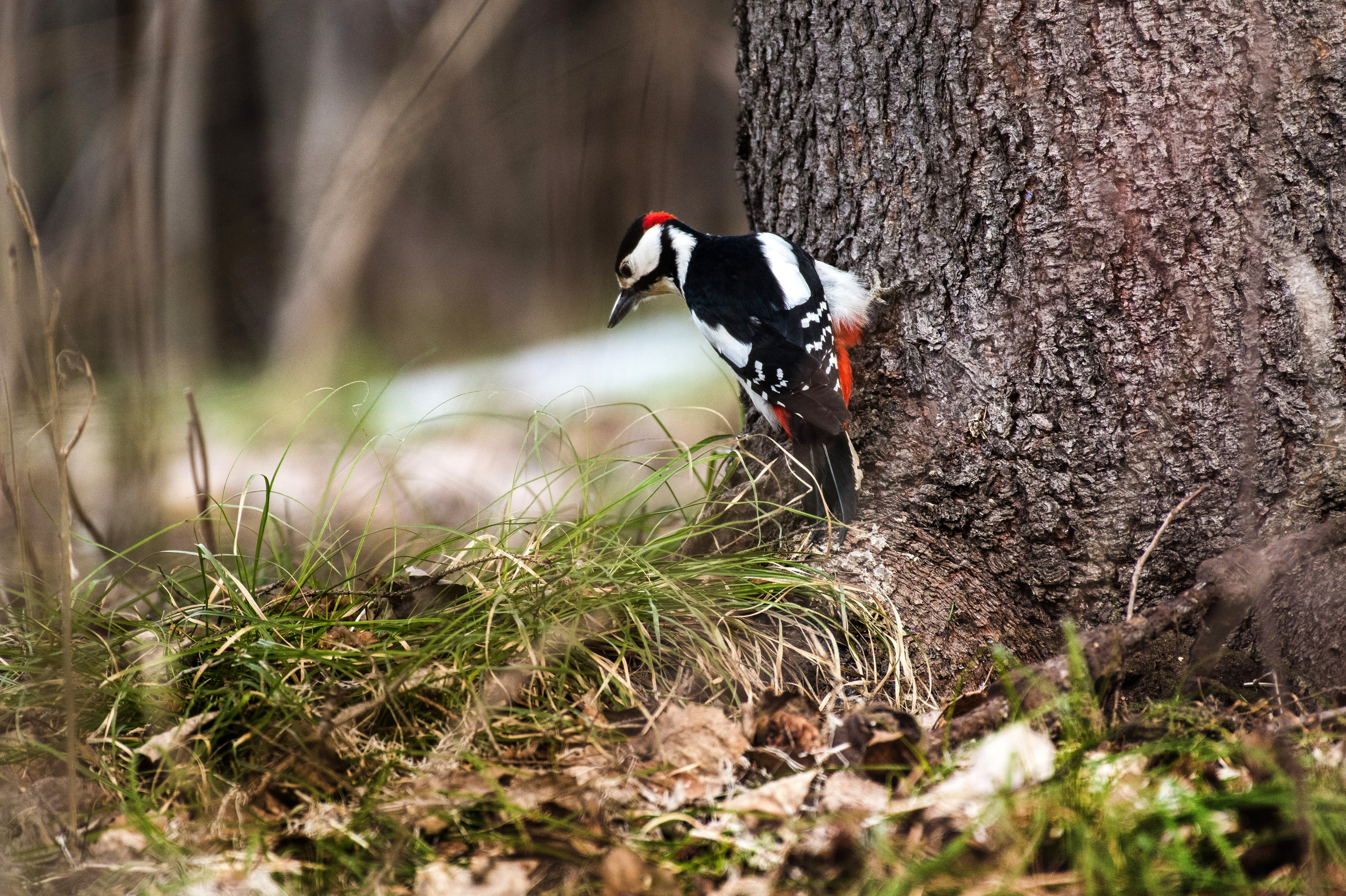 Фотоохота. Репортажный фотограф в Ижевске Константин Ившин