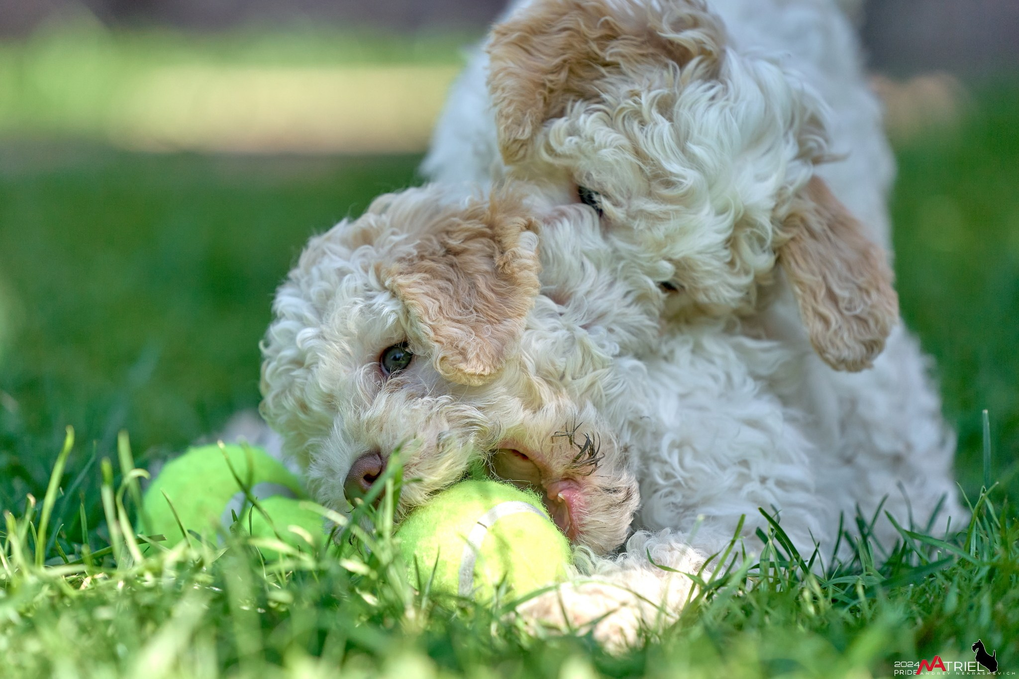 Съемка щенков лаготто на природе