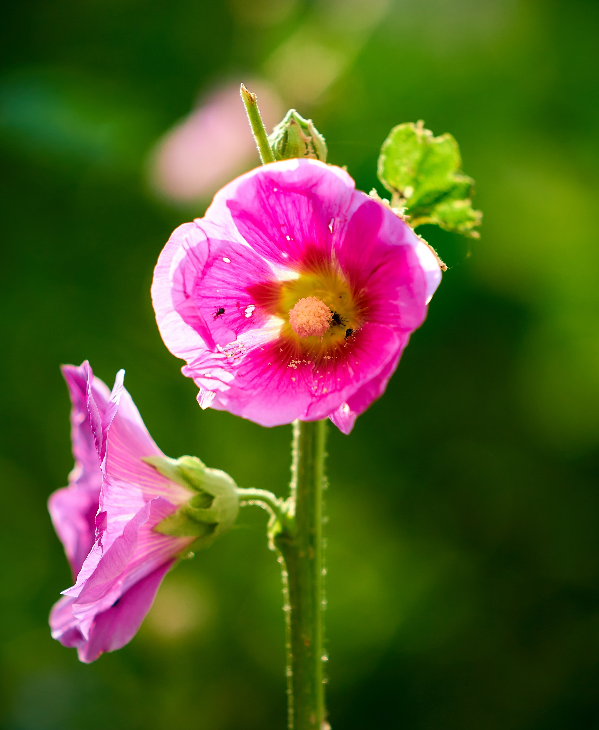 Лютики-цветочки — галерея NATRIEL