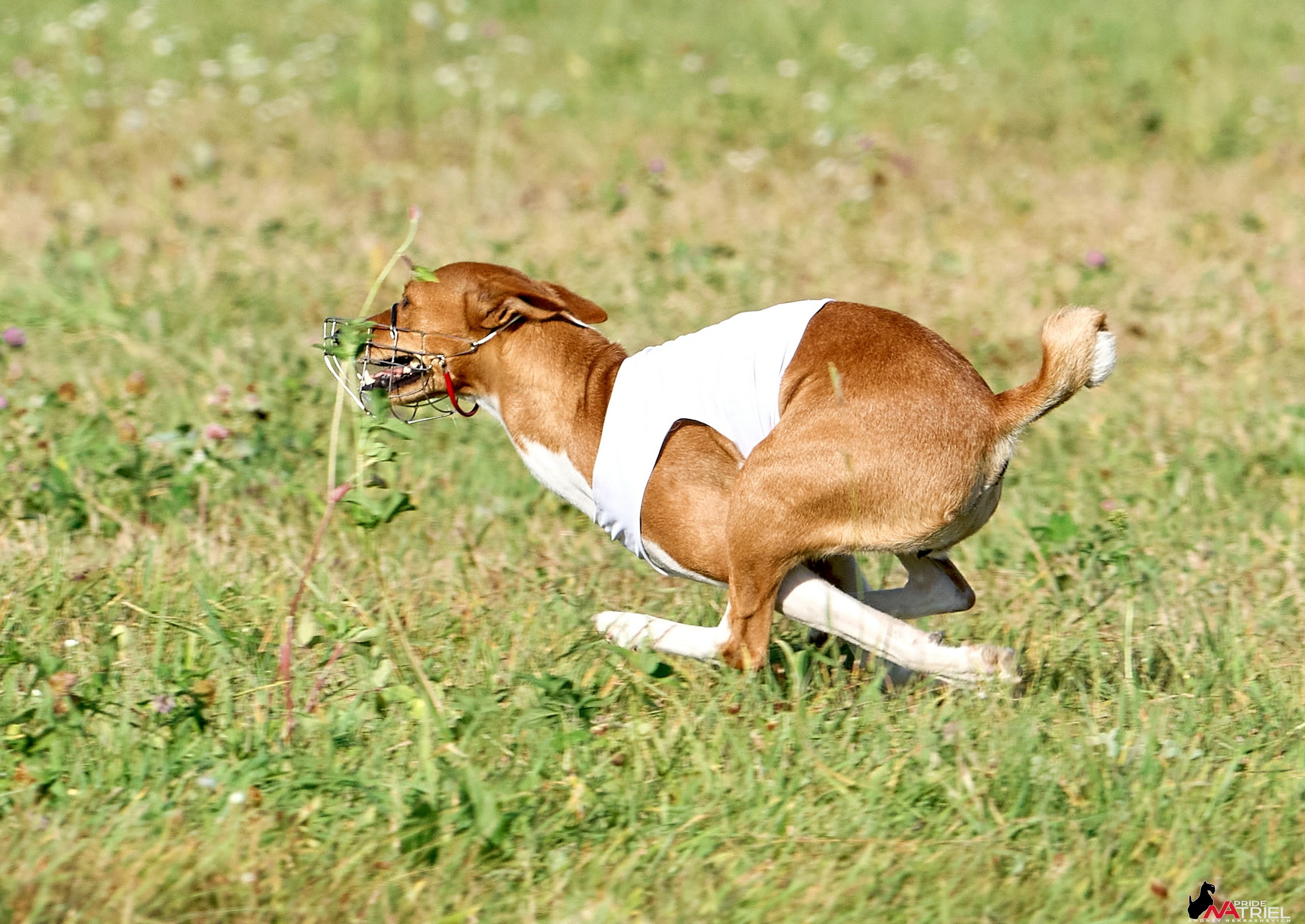 Съемка курсинг — галерея NATRIEL