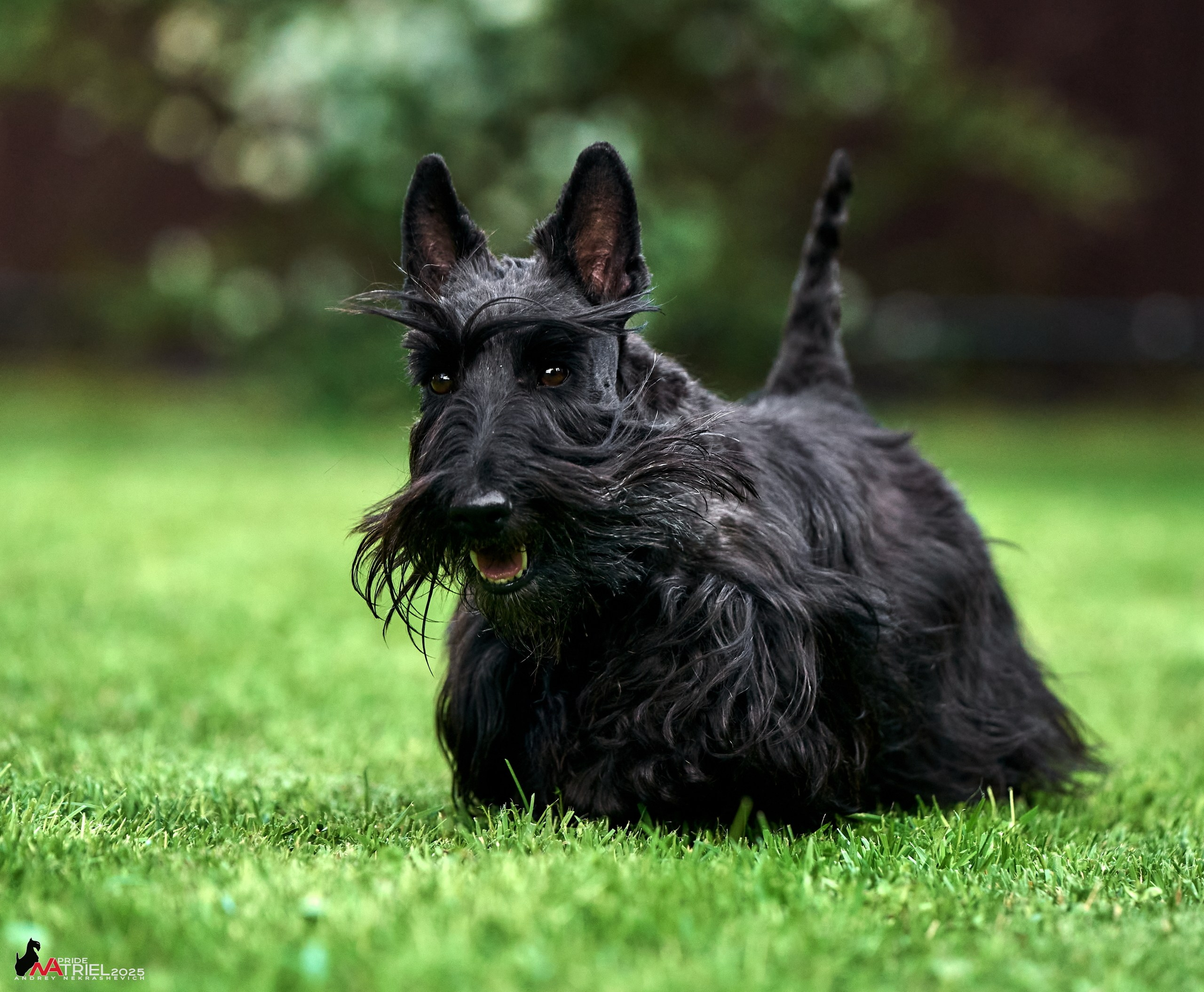 Алабаи и скотч-терьеры в питомнике у Ольги