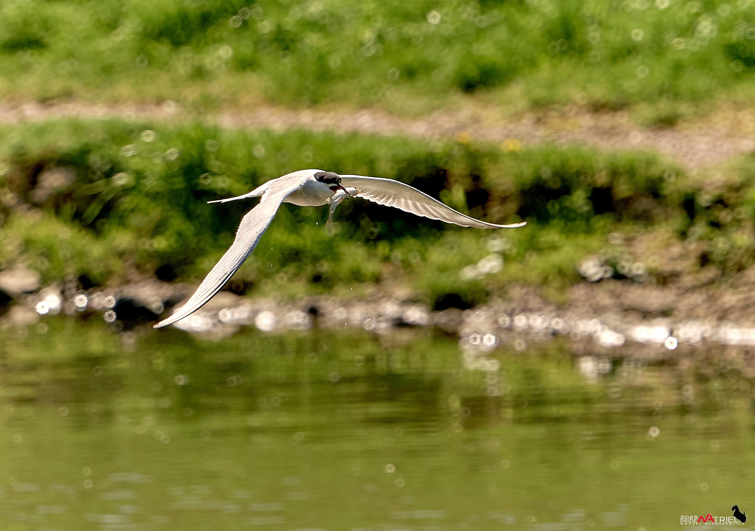 Птички и цветочки