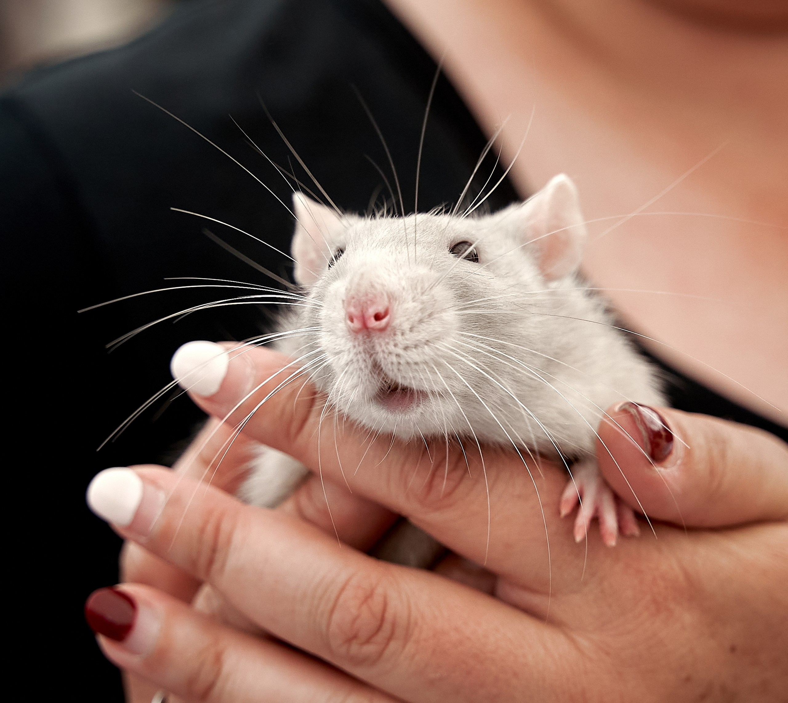 Животные — галерея NATRIEL