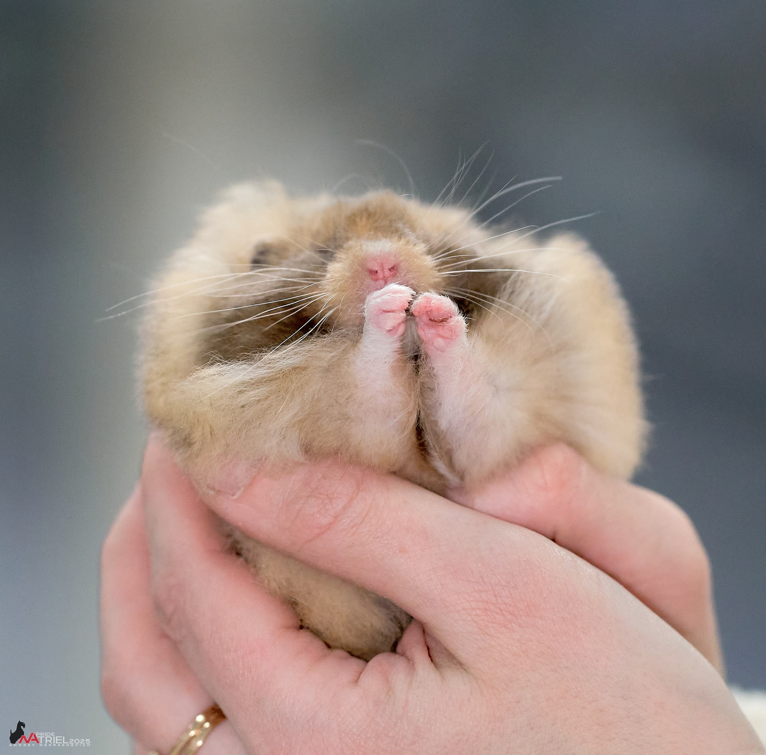 Репортаж с ЗООФЕСТ в Крокусе