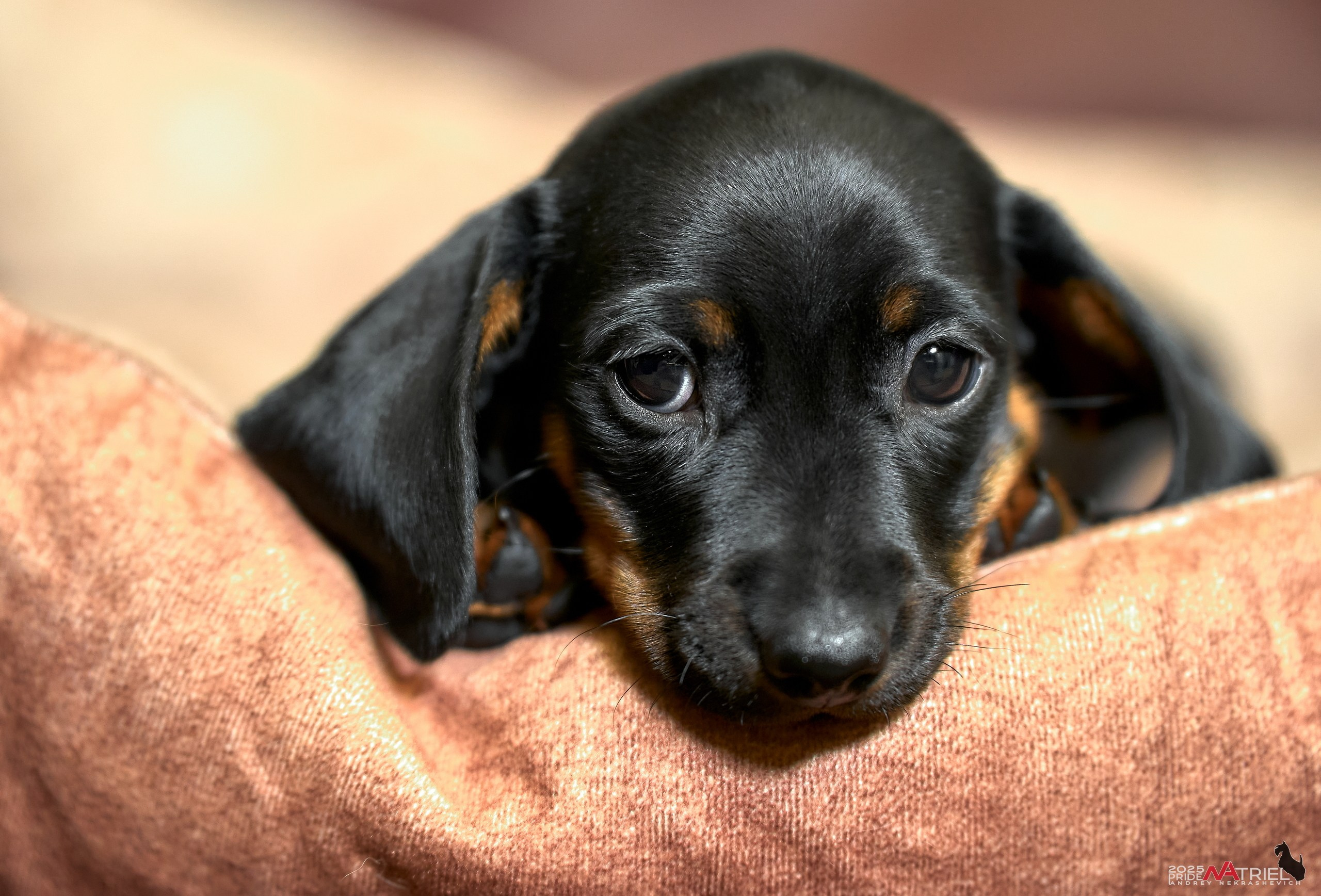 Съемка щенков таксы с мобильным светом