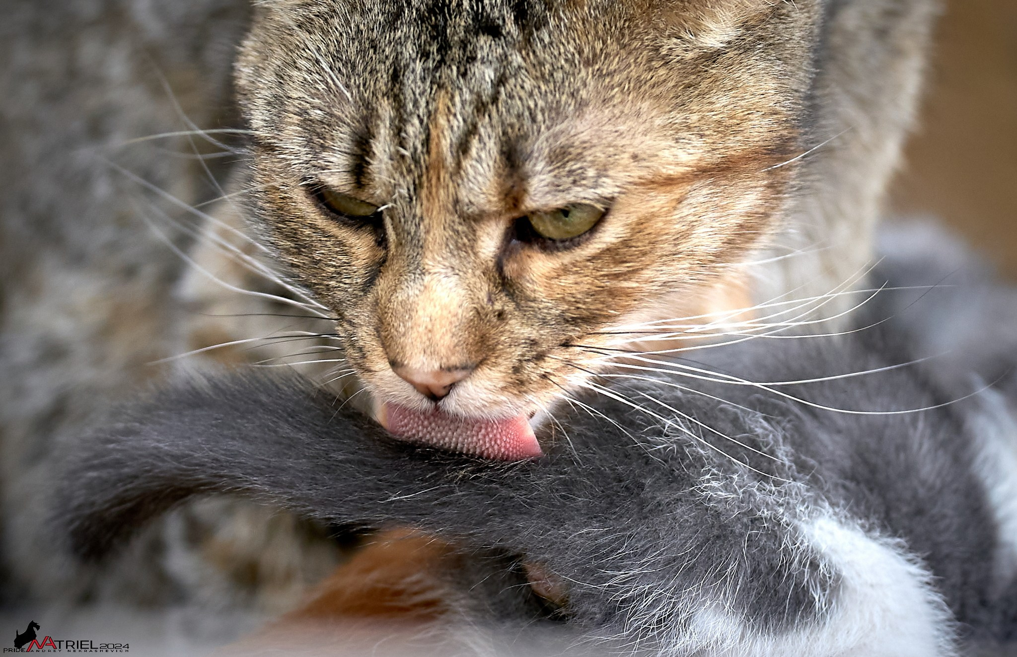 Домашние кошки — галерея NATRIEL