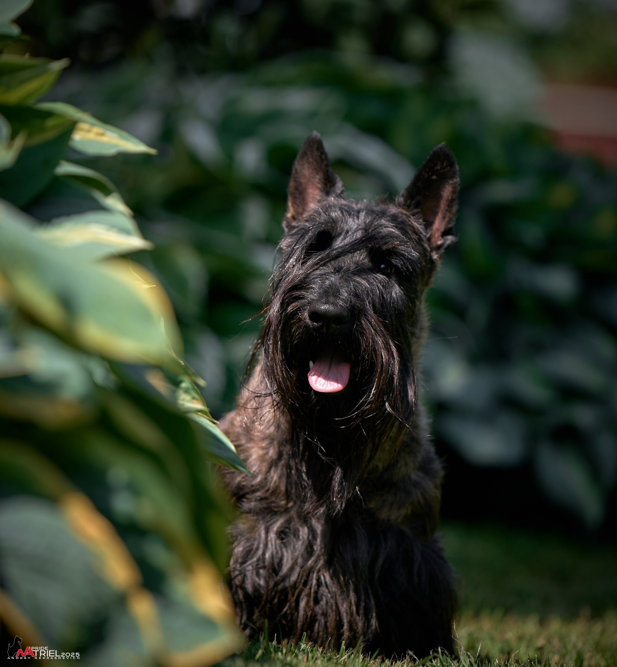 Алабаи и скотч-терьеры в питомнике у Ольги