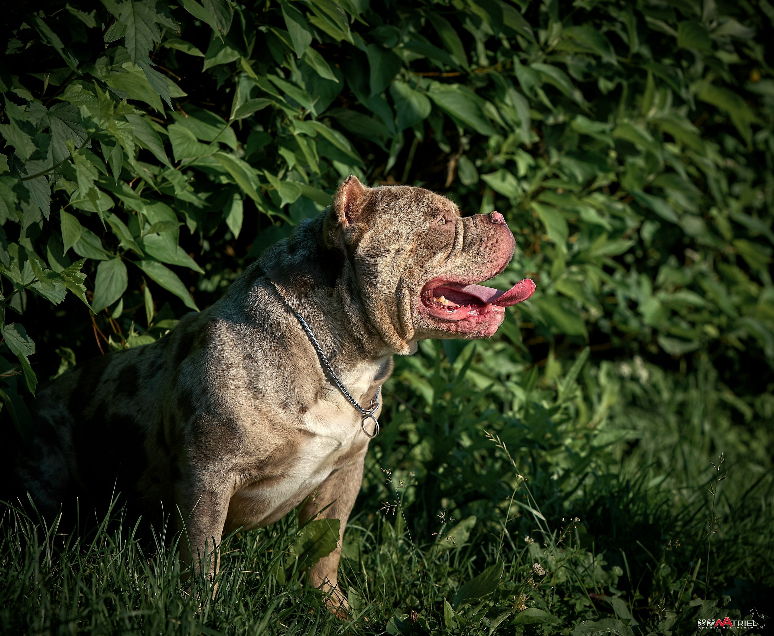 Съемка собак породы булли на природе