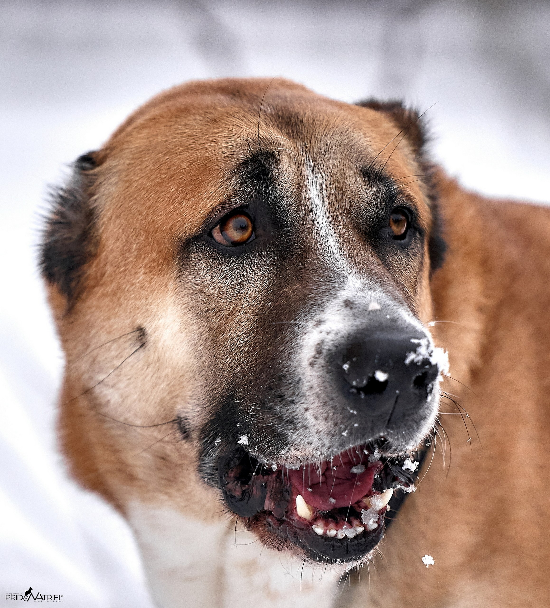 Портреты собак — галерея NATRIEL