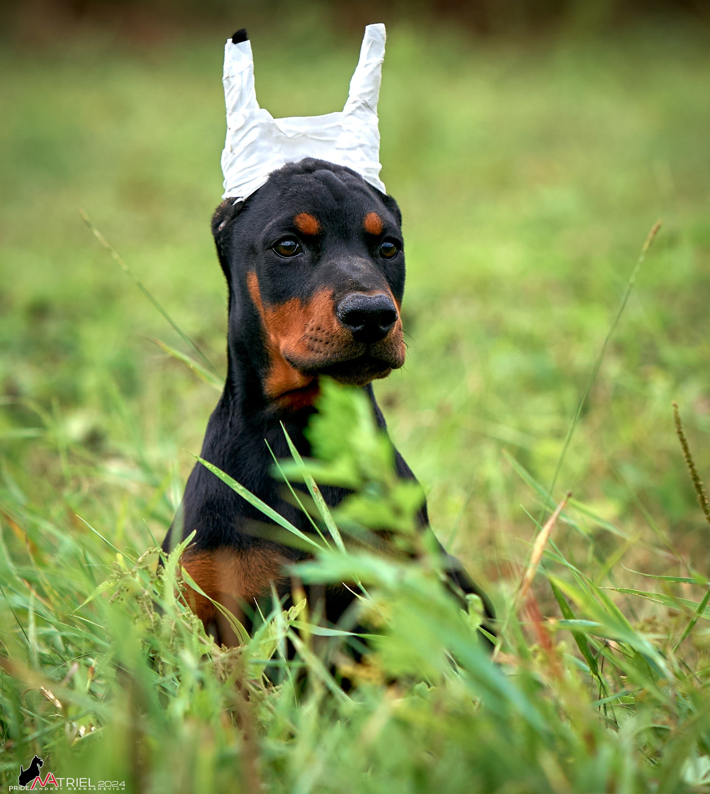 Съемка щенков доберманы