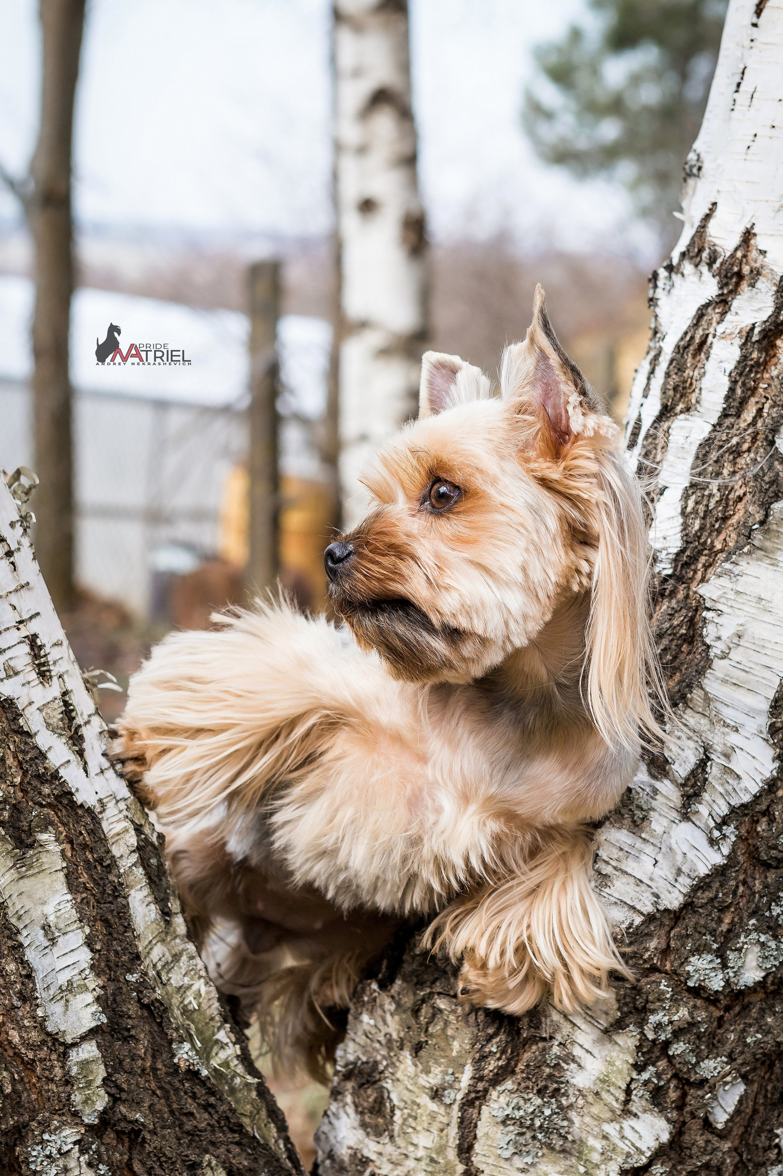 Йоркширский терьер Циля