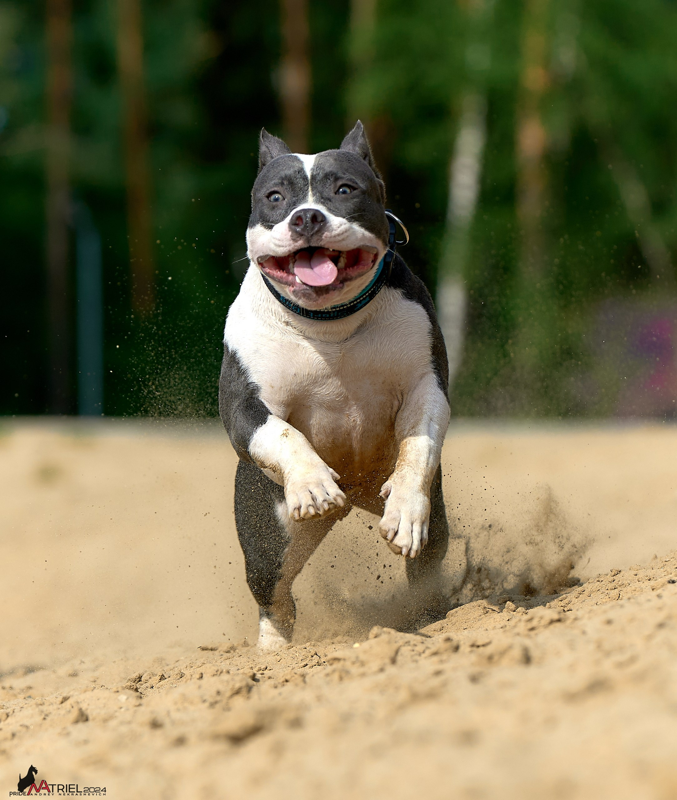 Фотопрогулка с булли