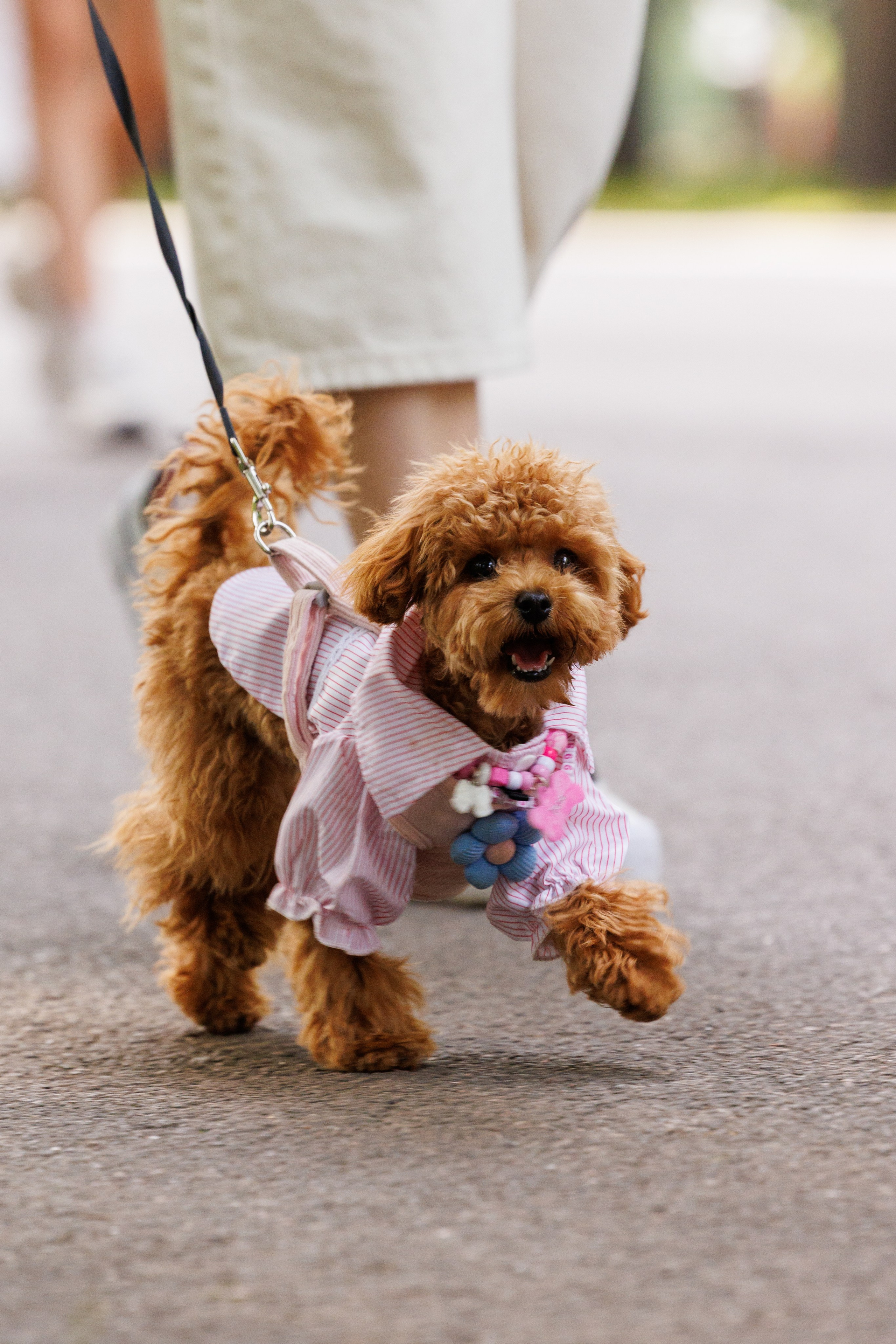 PetShopDays2026. Фотограф Александр Заломаев