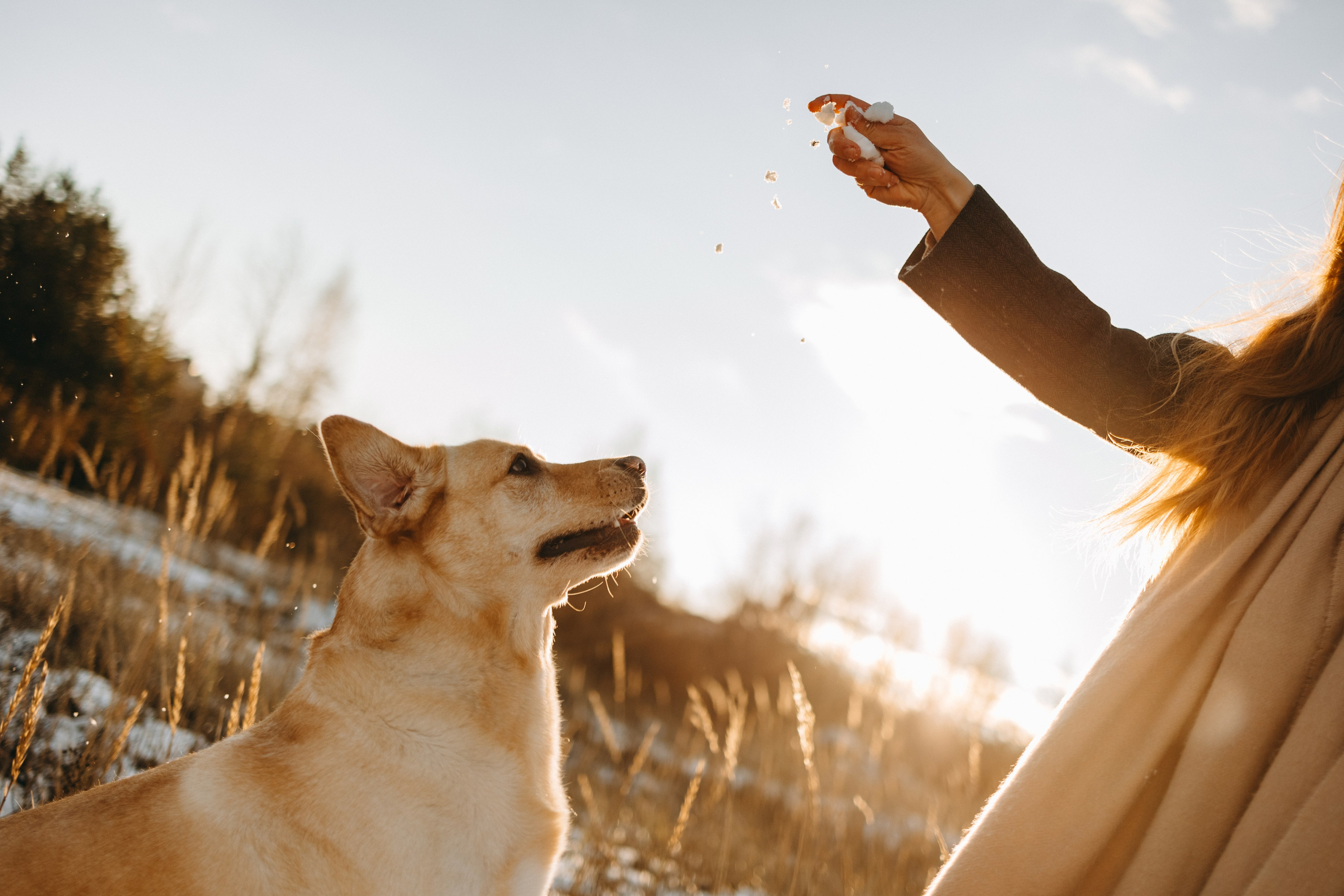 Ирина и Бася. Фотограф — Анималист | Санкт-Петербург